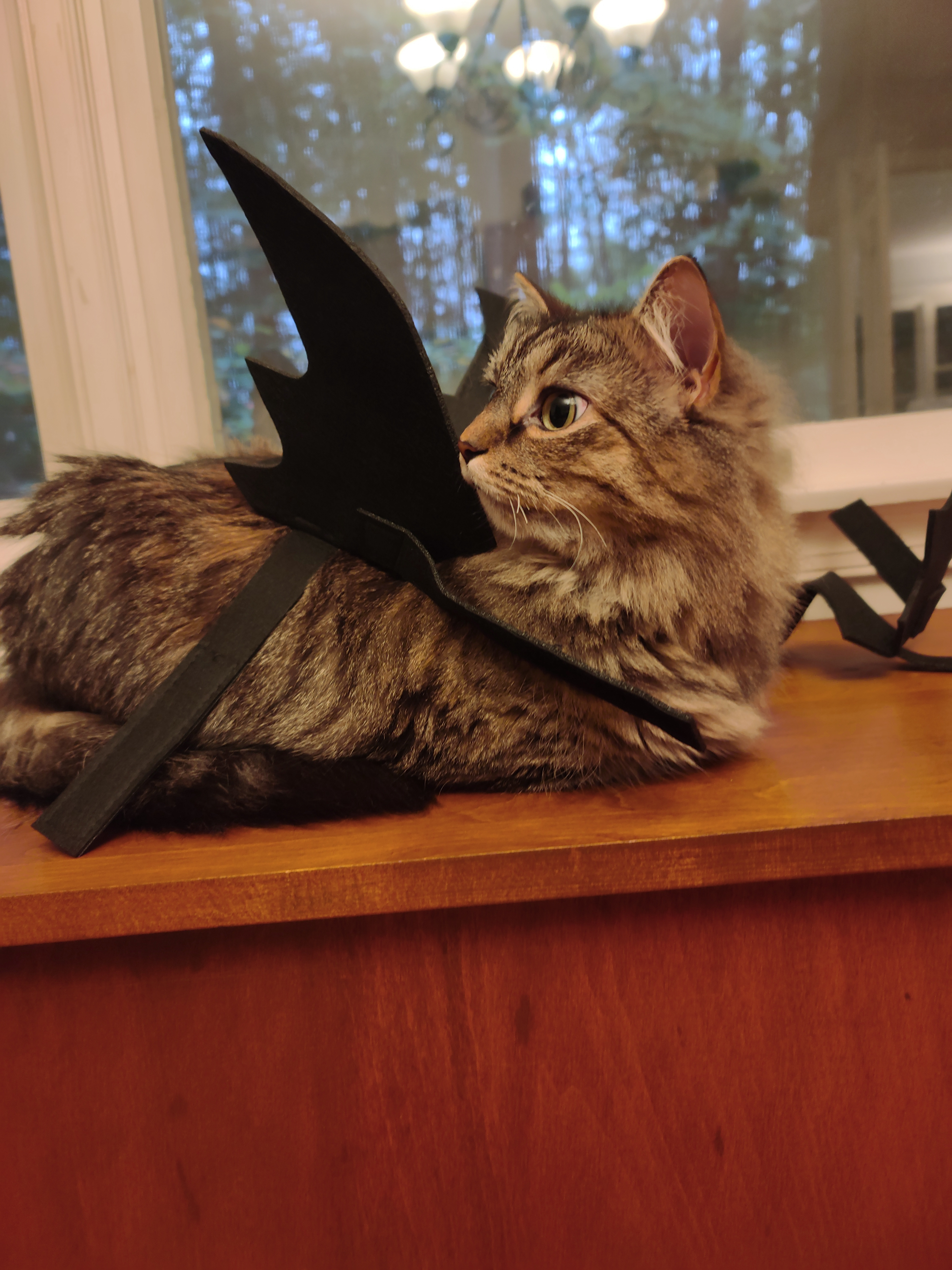 Meet my adorable spooky kitties!