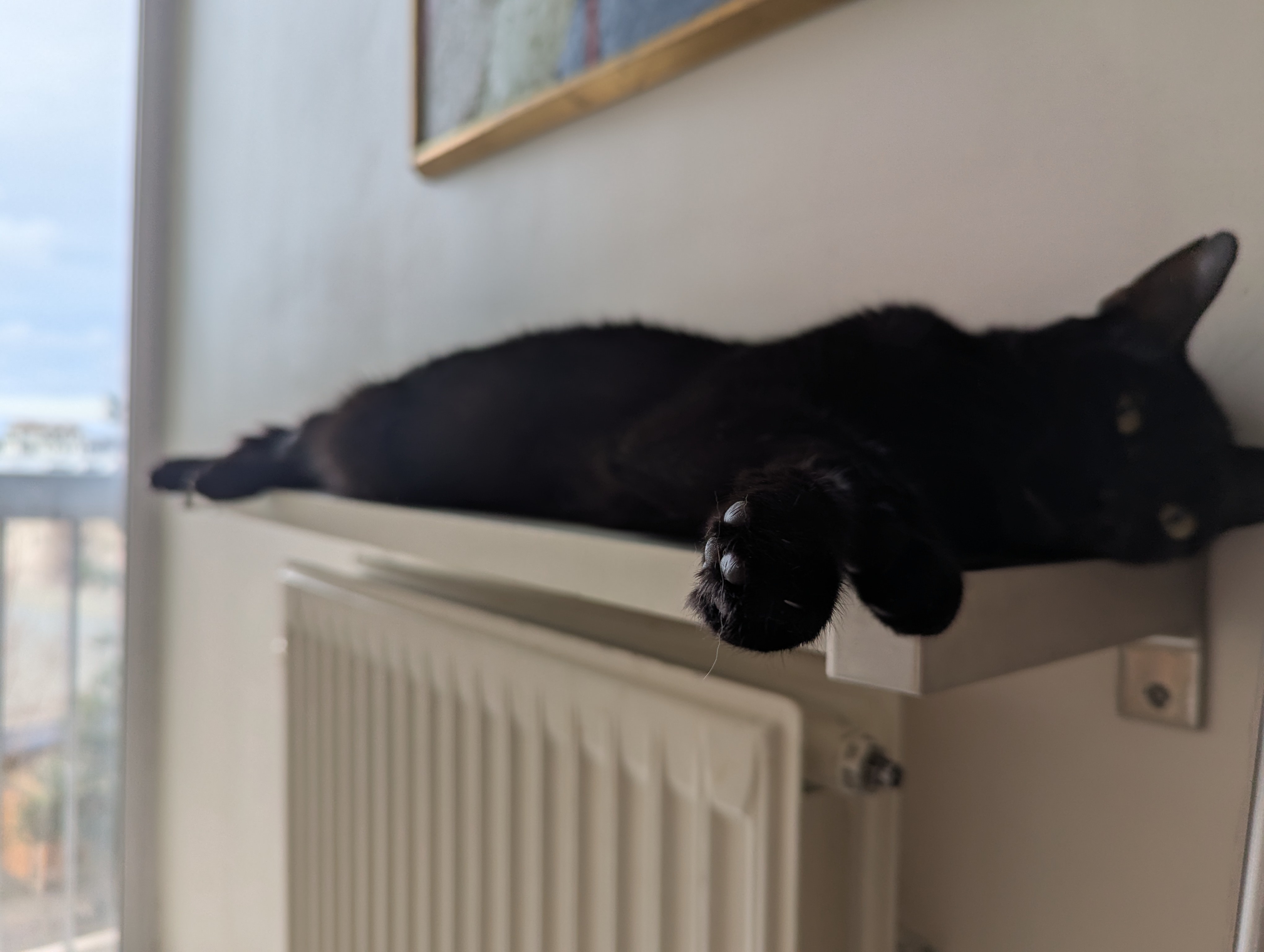 The Long Boi Relaxing on the Radiator