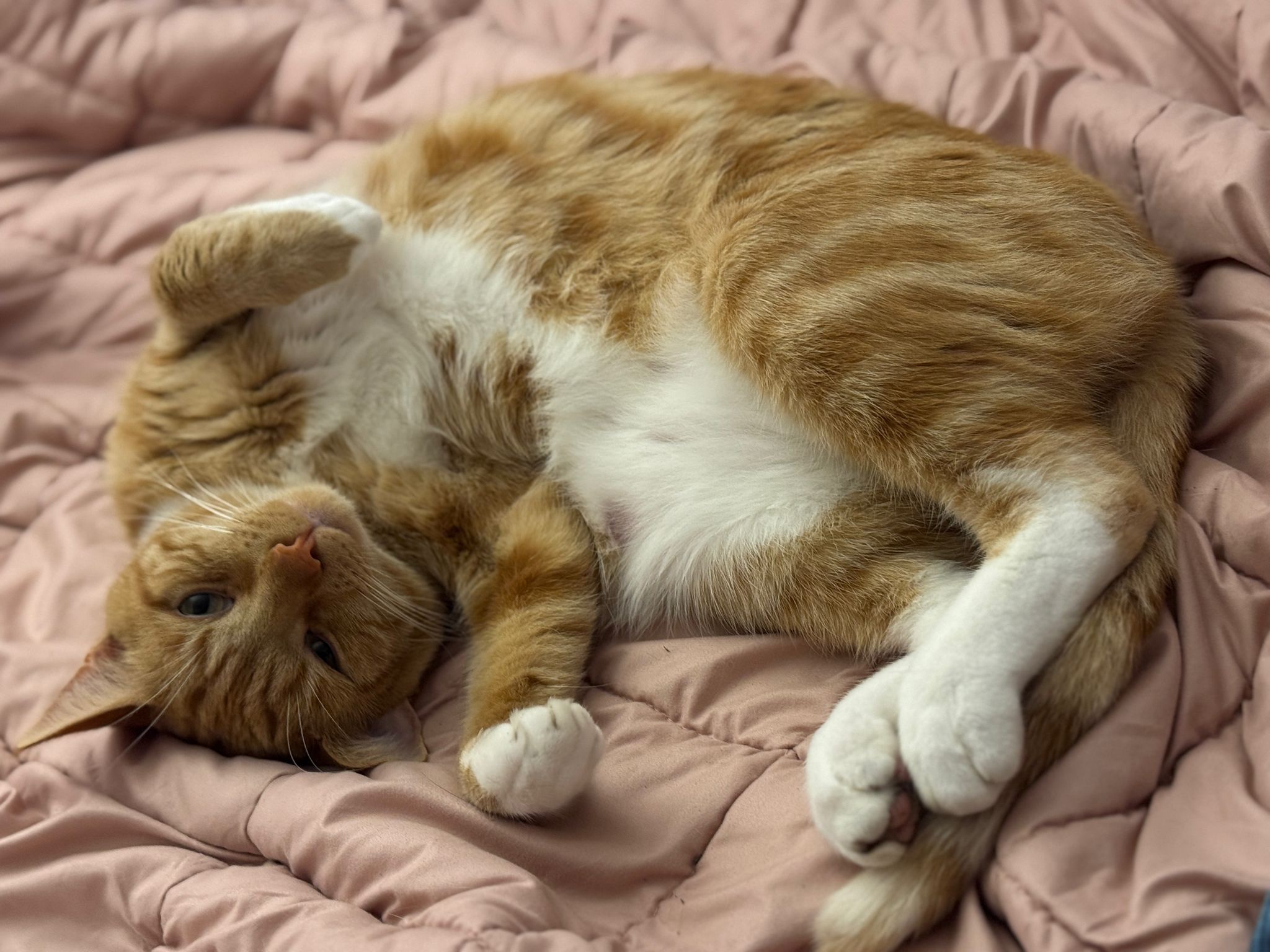 Biscuit's Daily Snapshot: A Slice of Life