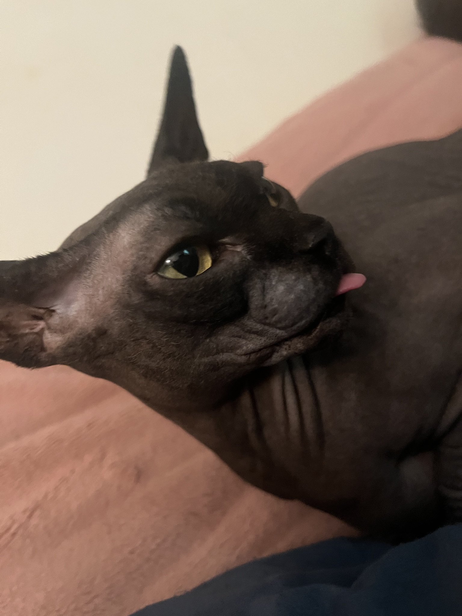 Here are some of my favorite pet moments from this year