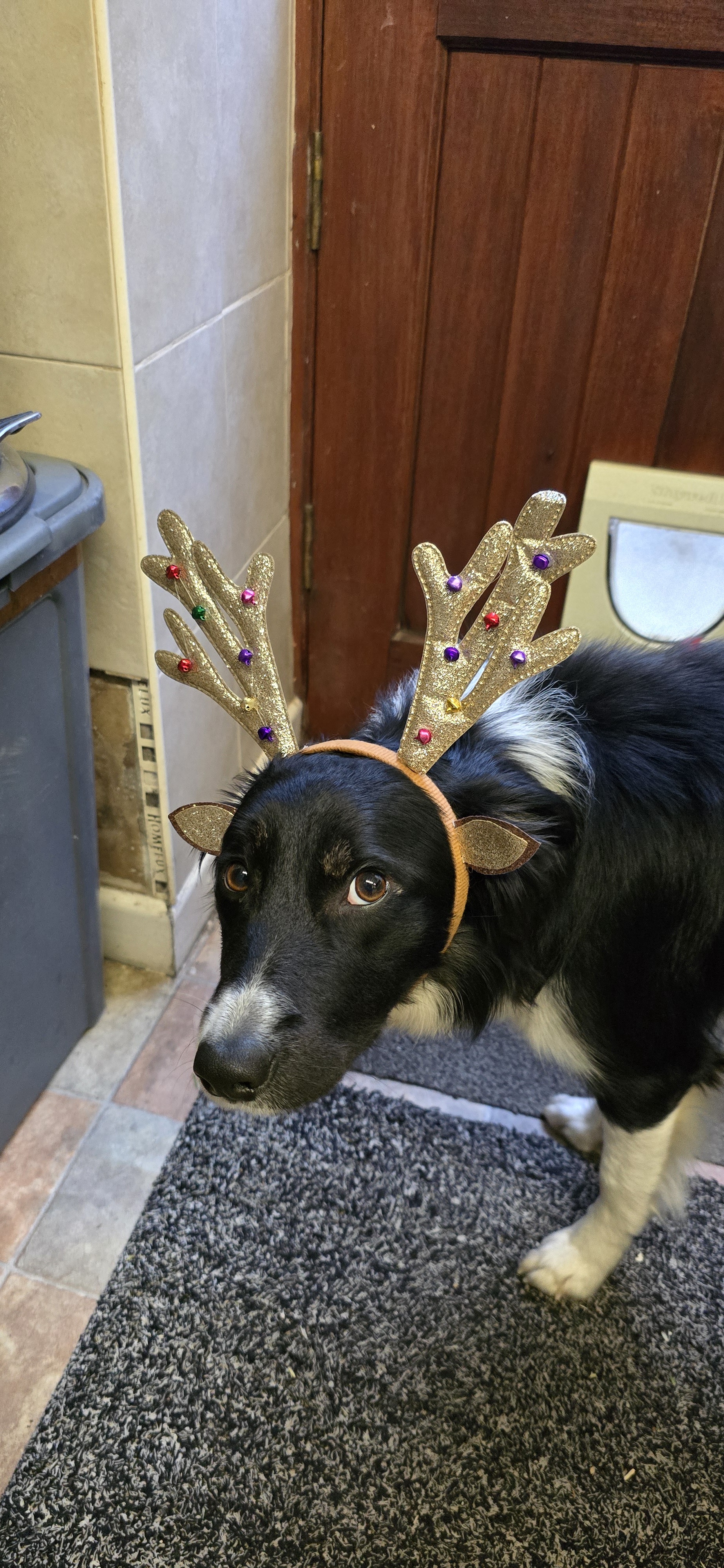 Prepping My Reindeer for the Holiday Season