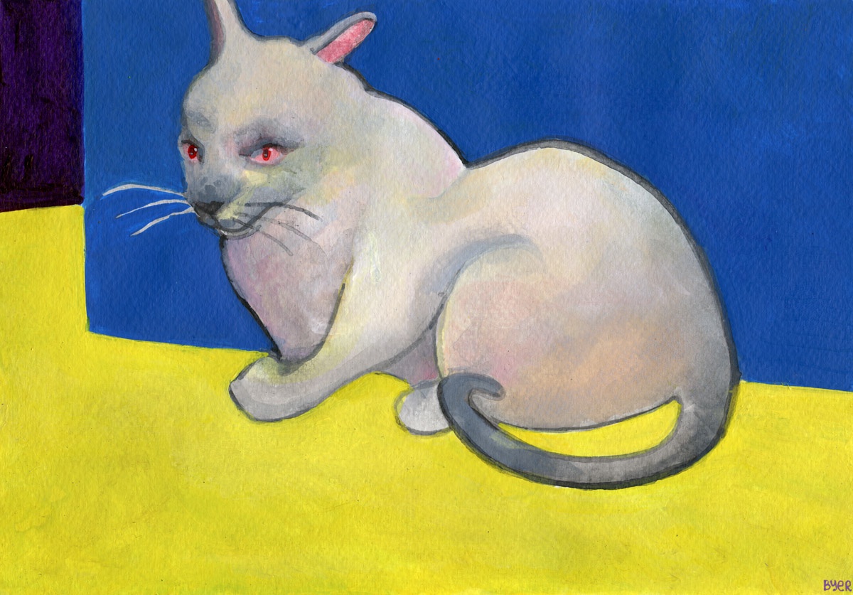The Cat That Knows Something's Up