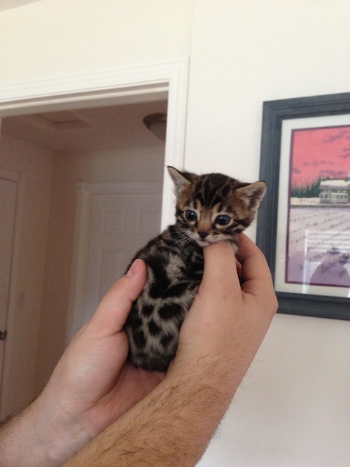 Meet Today's Adorable Cat Star