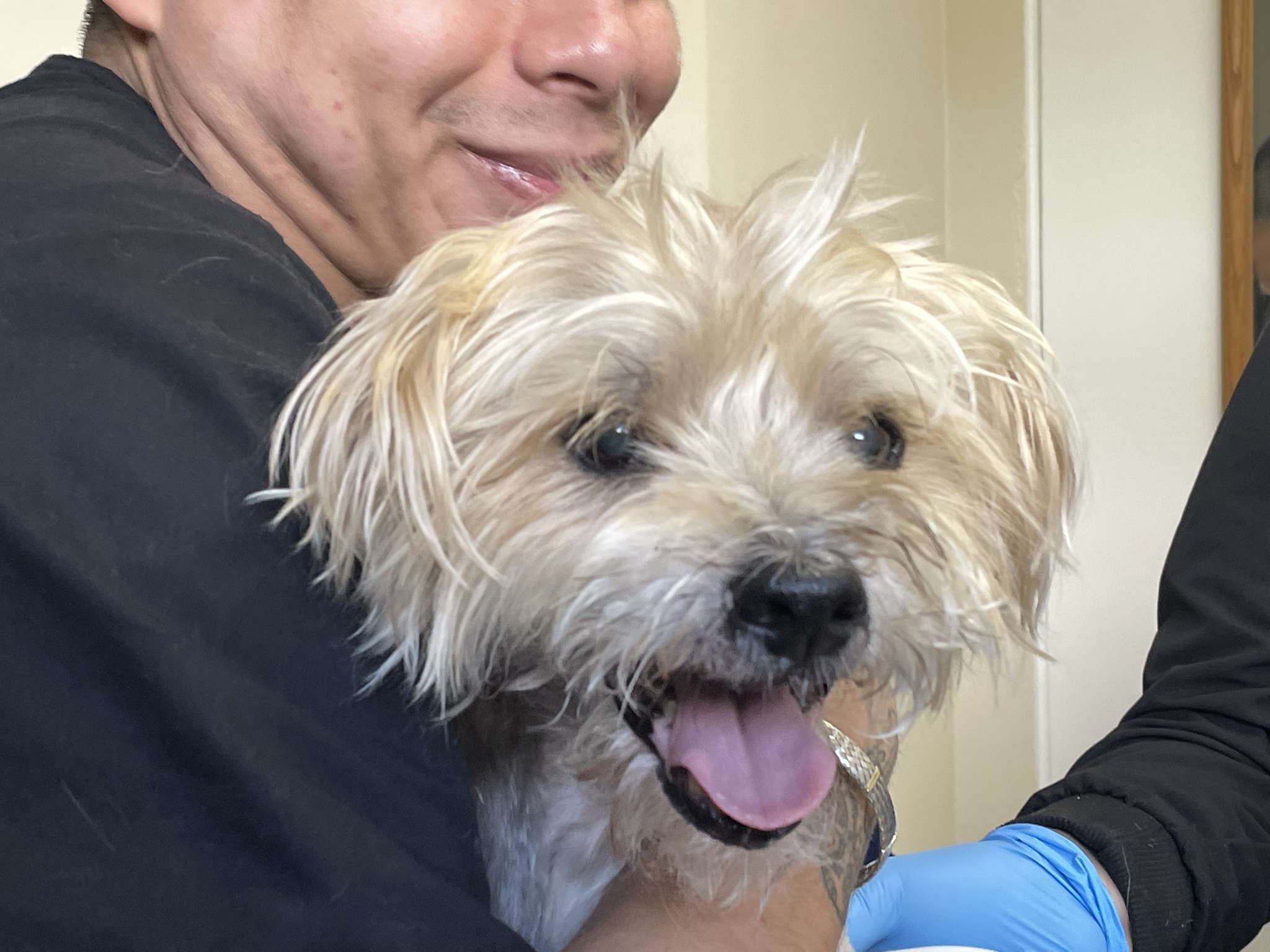 My Sweet Boy Barley (13.5) Being a Good Boy for His Ultrasound – My Heart is Breaking
