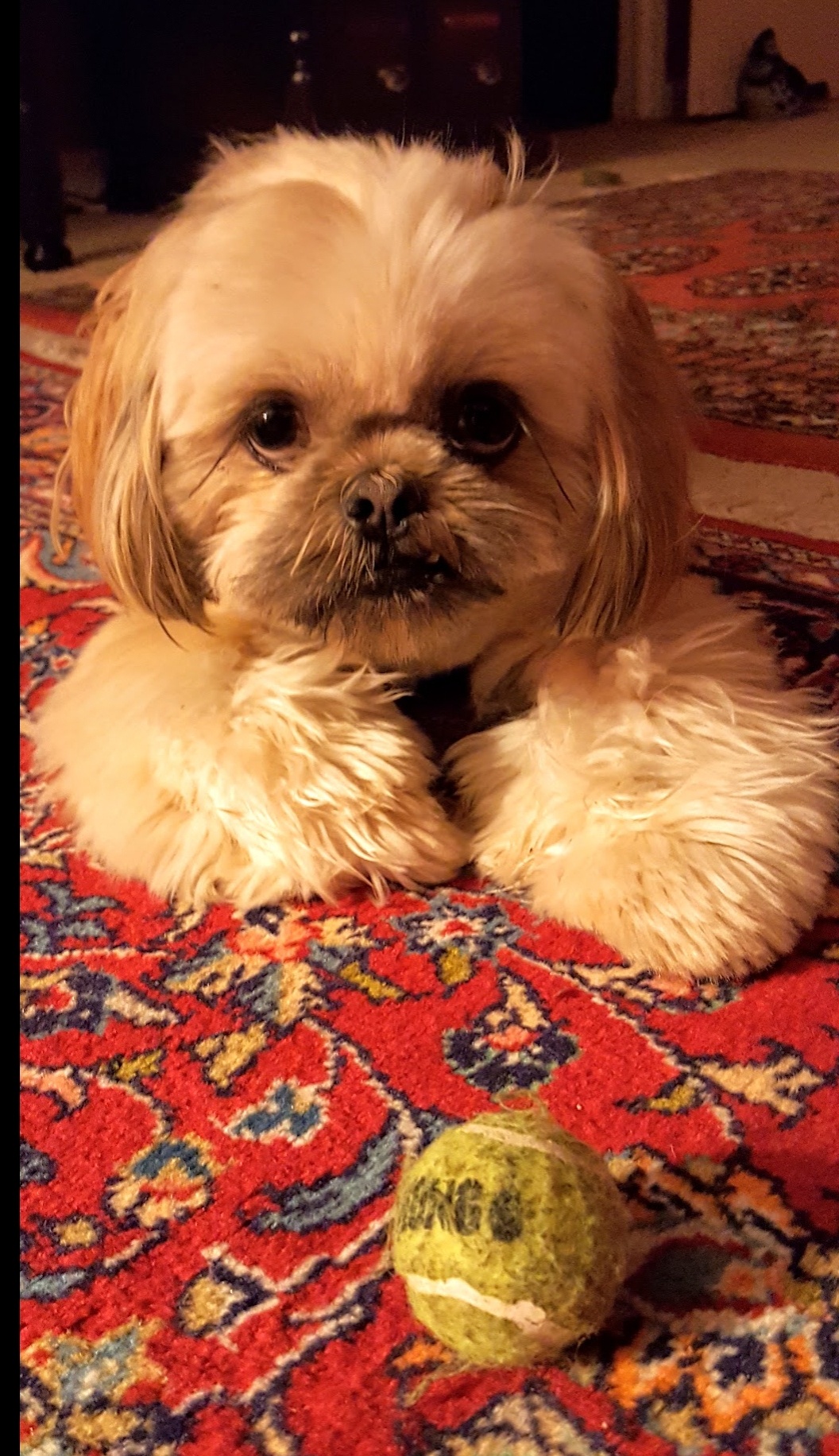 Hello, I'm Baloo! Living with My Sister Cookie and Mama Baby