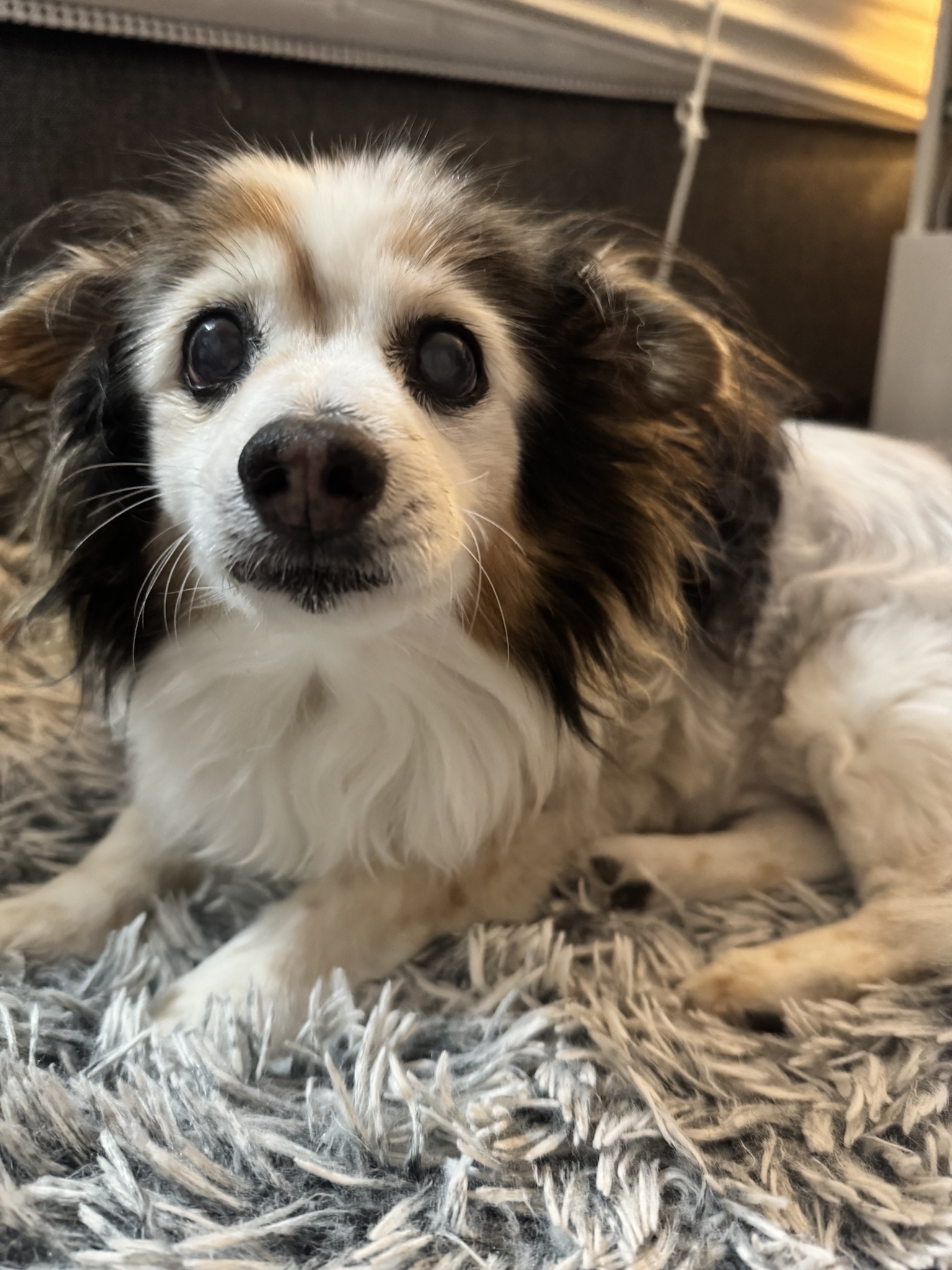 Daily Dose of Cuteness: Panko the Dog in Pictures