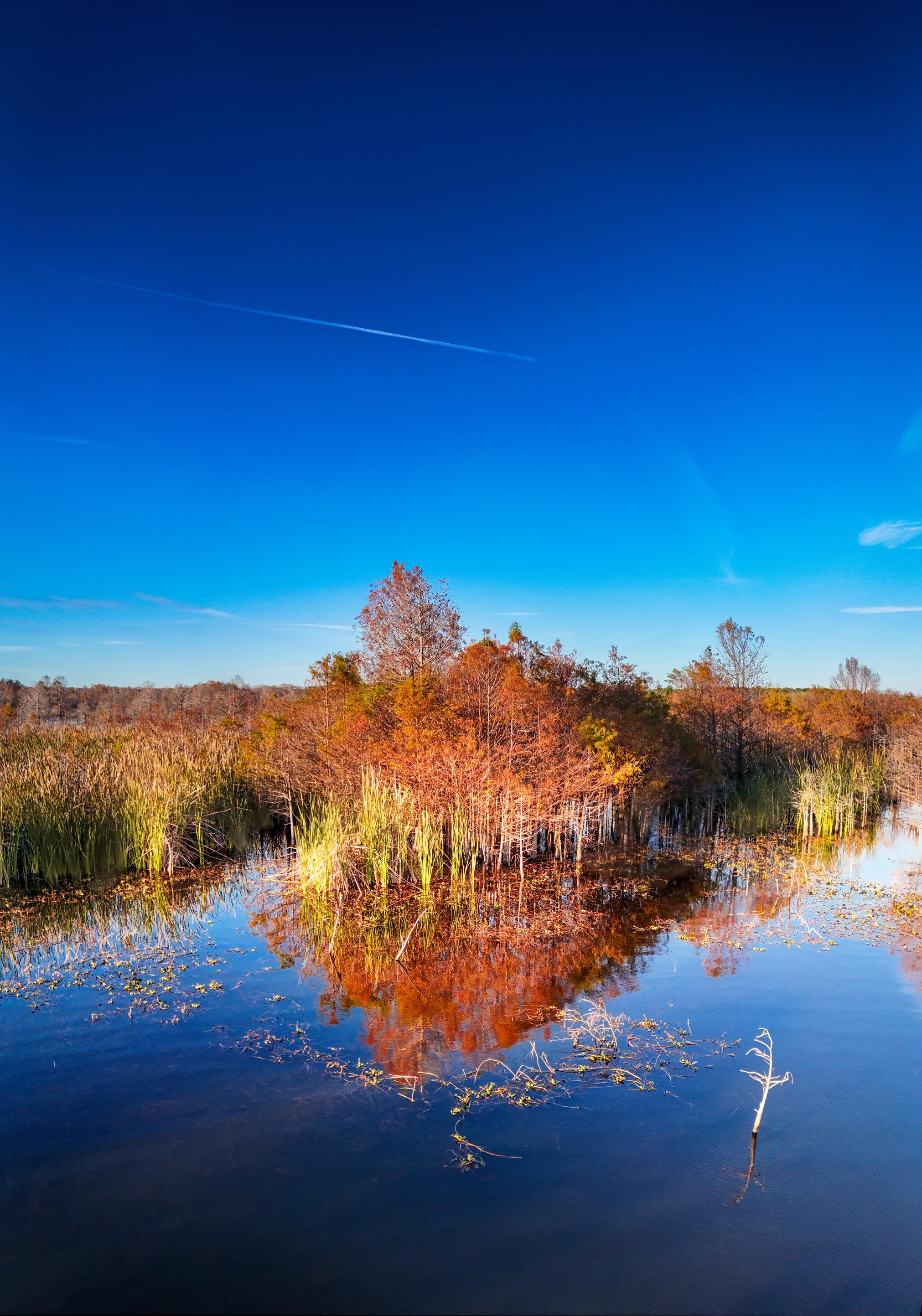 Morning Reflections in the Swamp Before Work