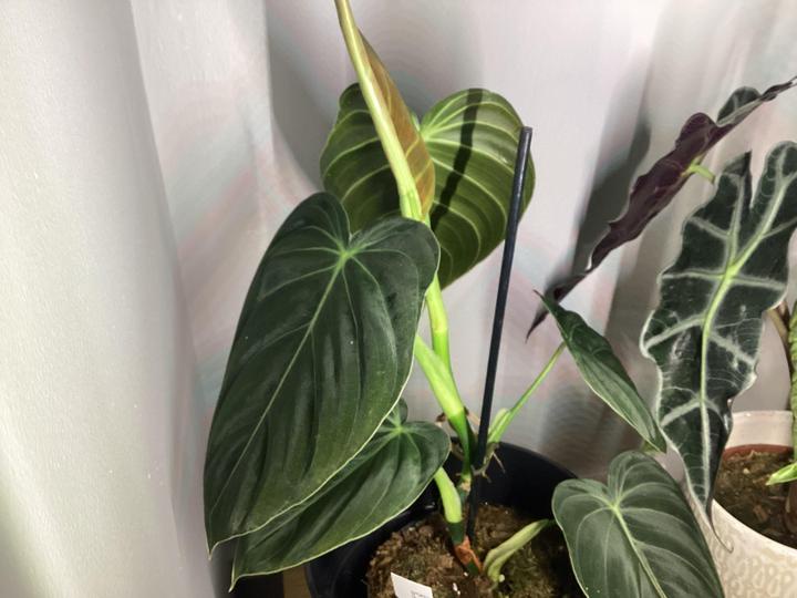 The Stunning Philodendron Melanochrysum: A Plant Lover's Dream