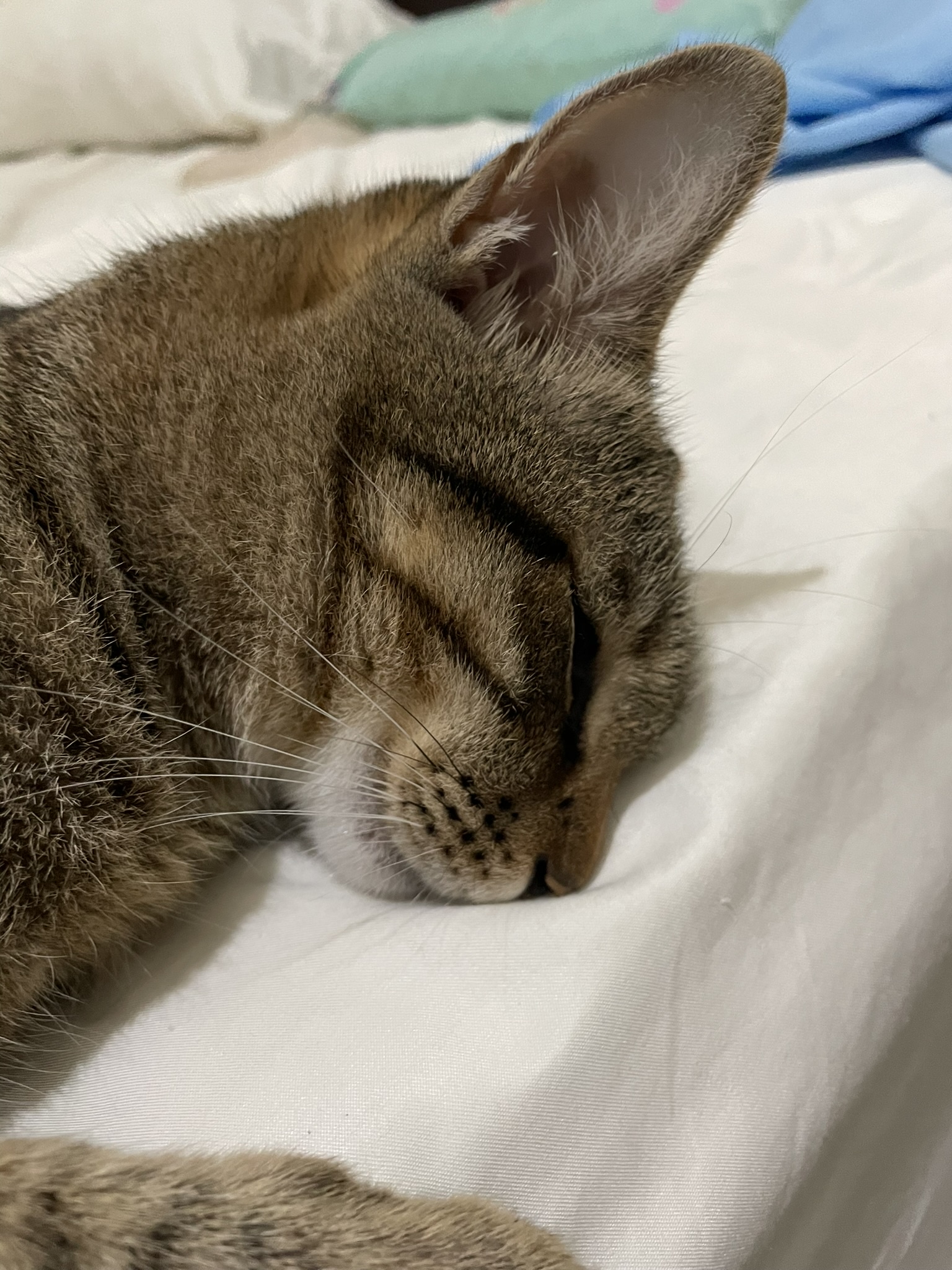 The Adorable Big-Headed Cat in Dreamland