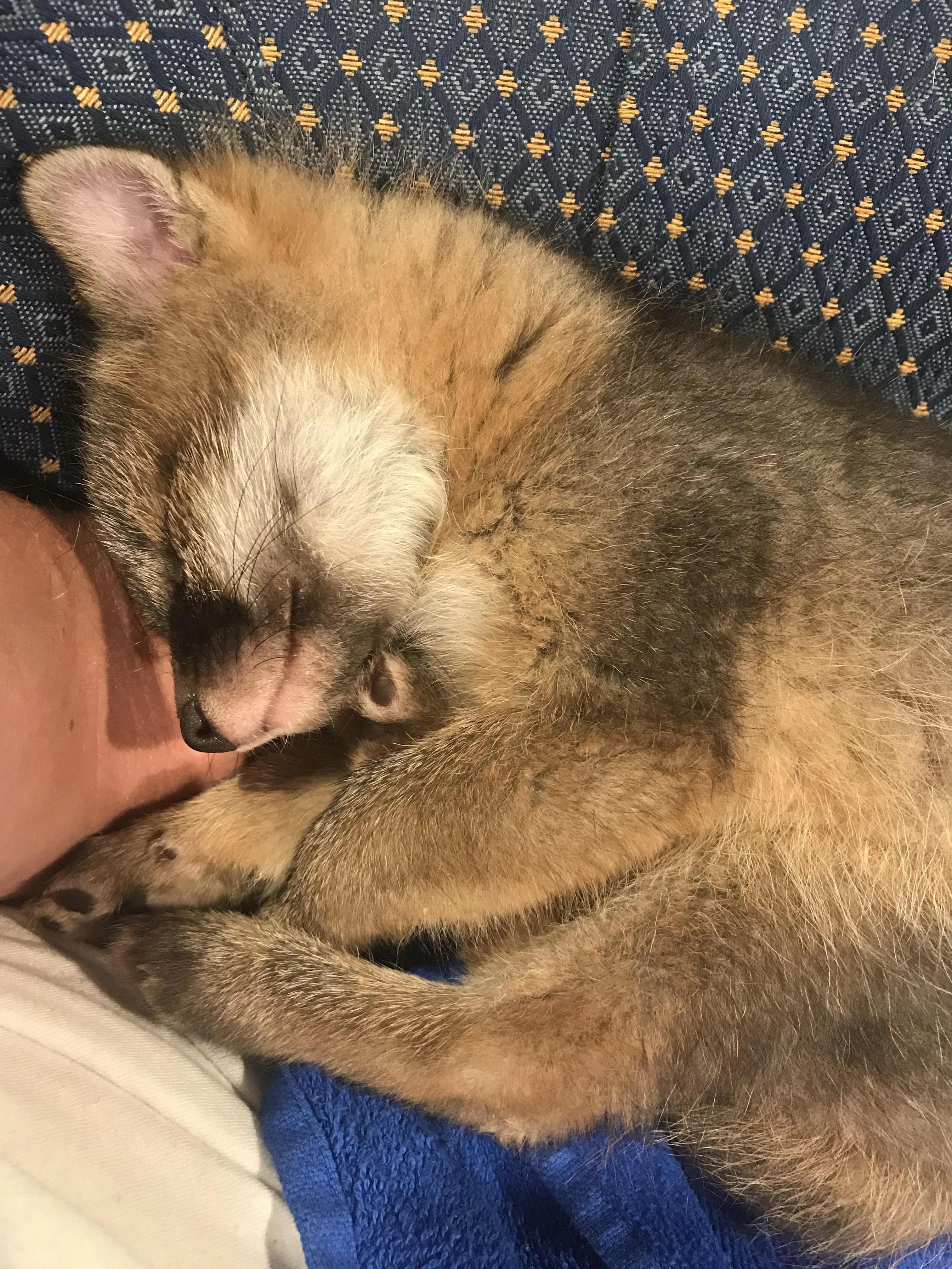 Meet Sleepy Kit: The Cutest Nap Enthusiast