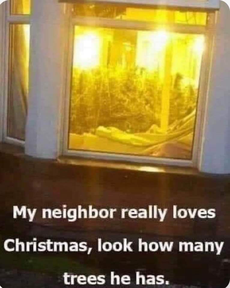Wow, Neighbors Curious About Where He Sells Those Amazing Trees!