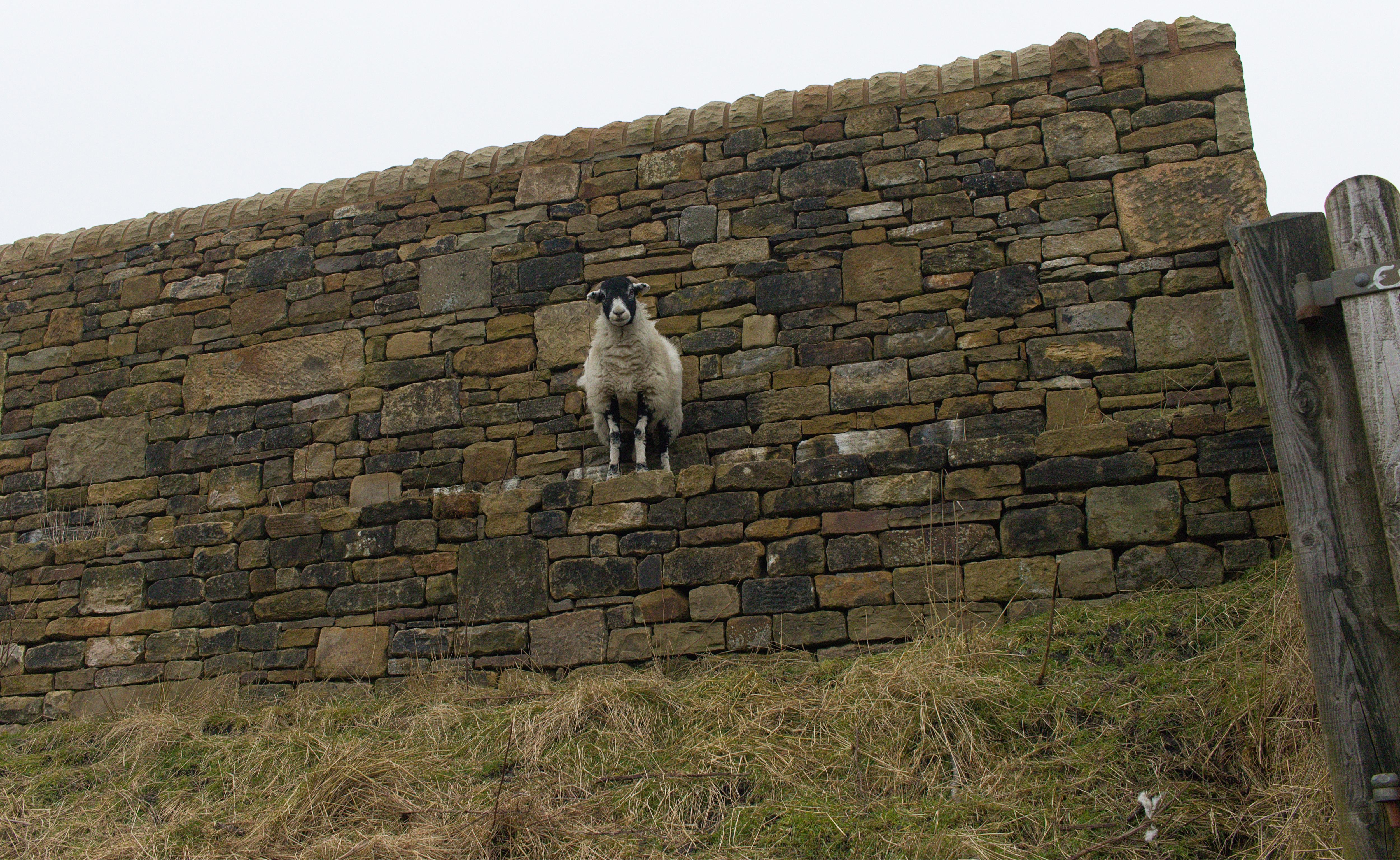 The vigilant watchtower guard in action.