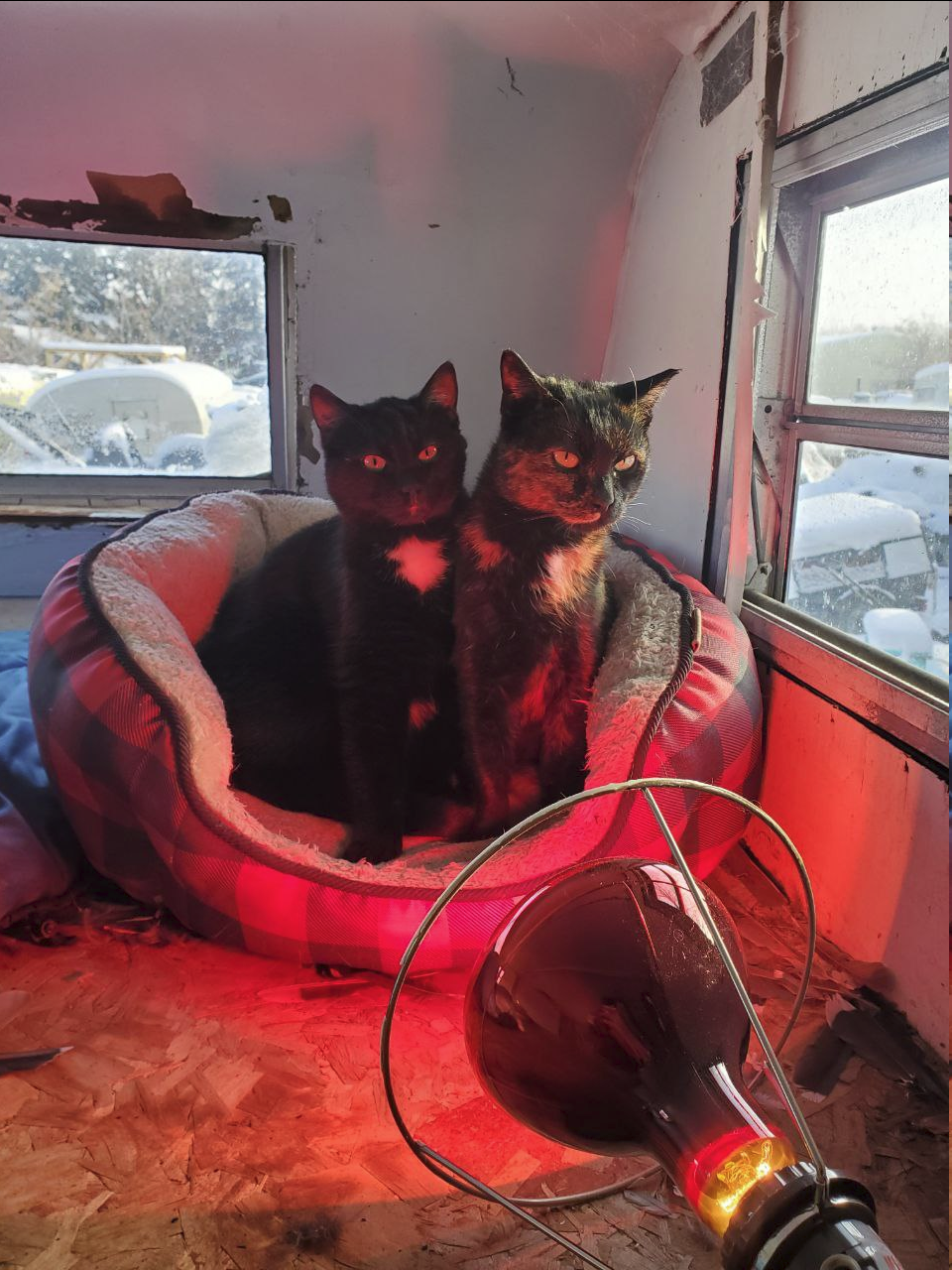 Meet My Feral Cat and Her Adorable Son