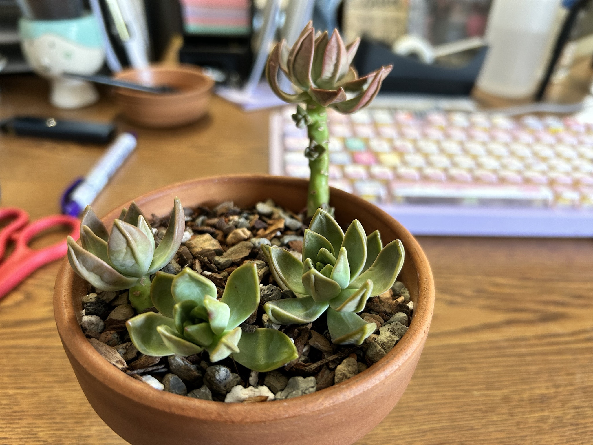 Celebrating Progress with a Touch of Props