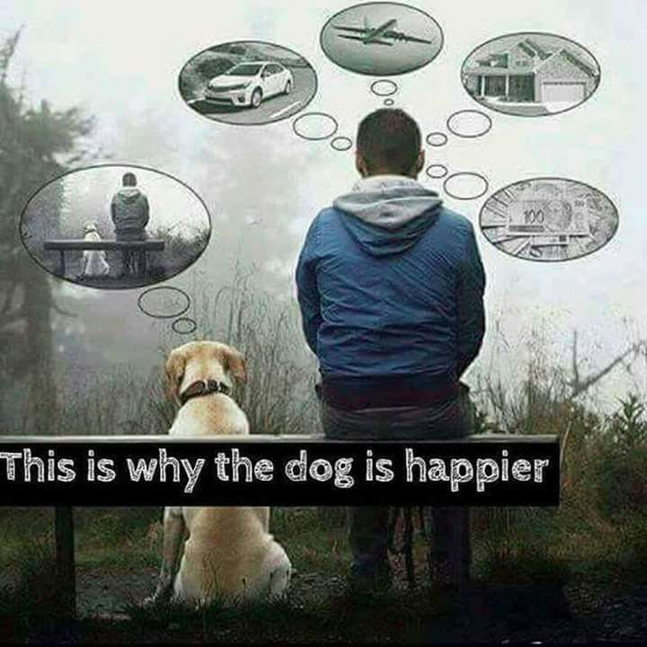 Adorable Doggo Shenanigans