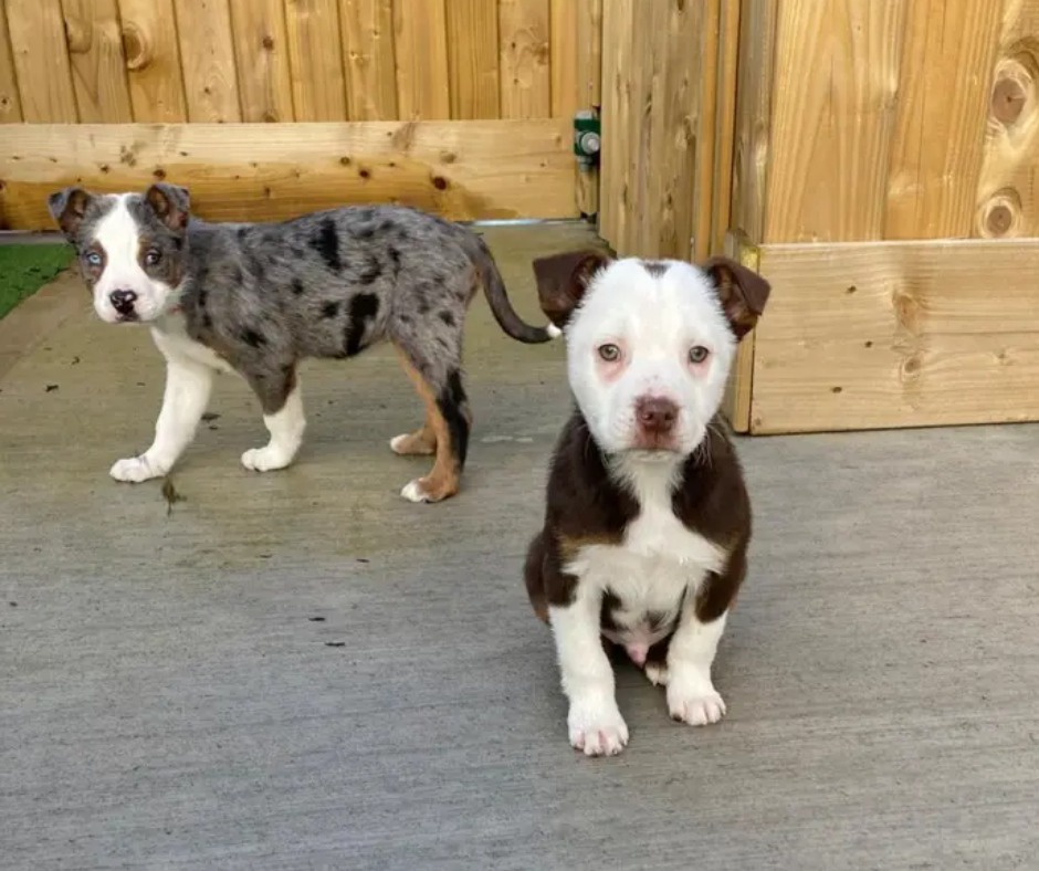 Adorable Collie Puppies at Dogs Trust Ballymena