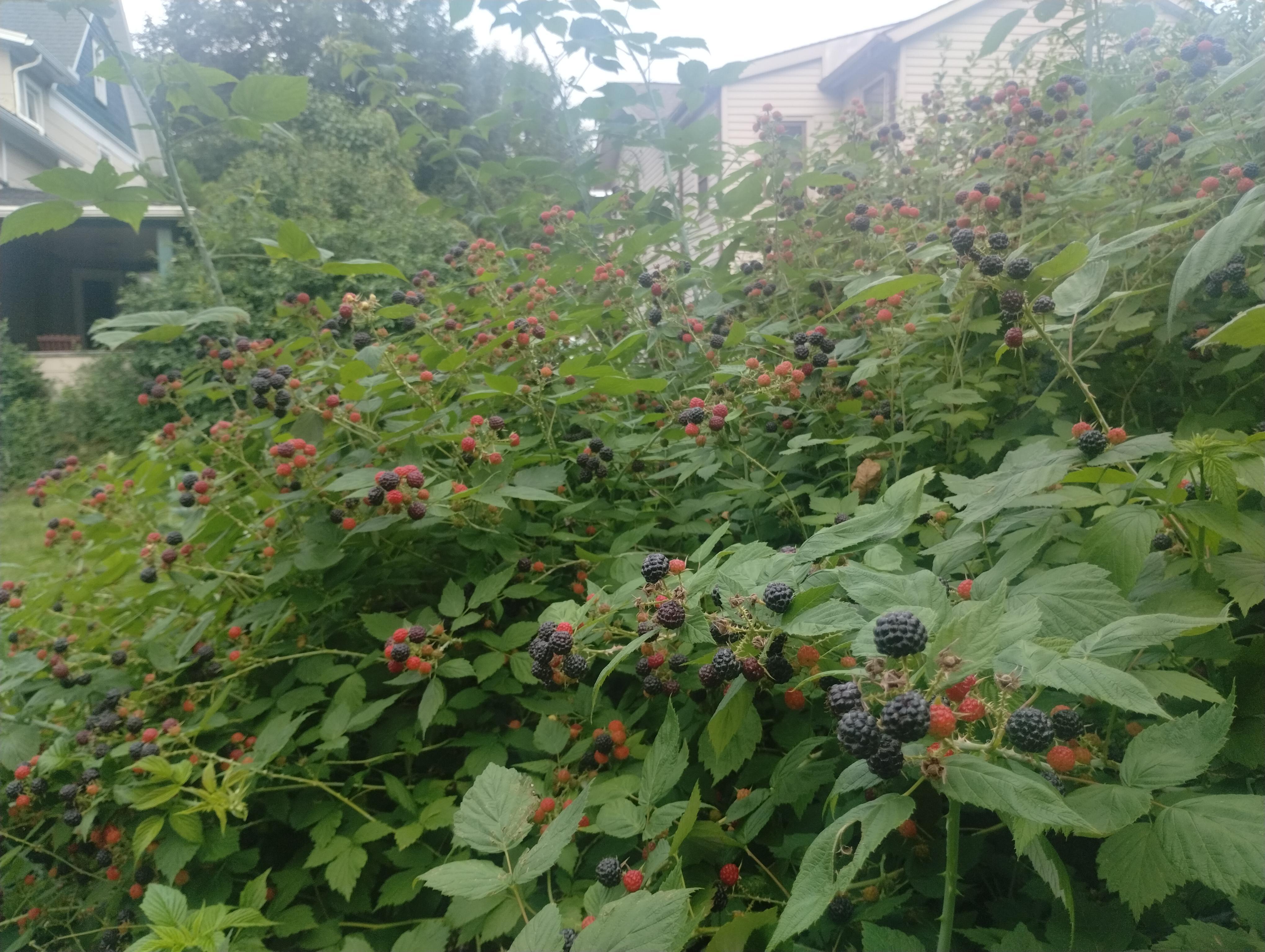 The beauty of a blackberry fence captured