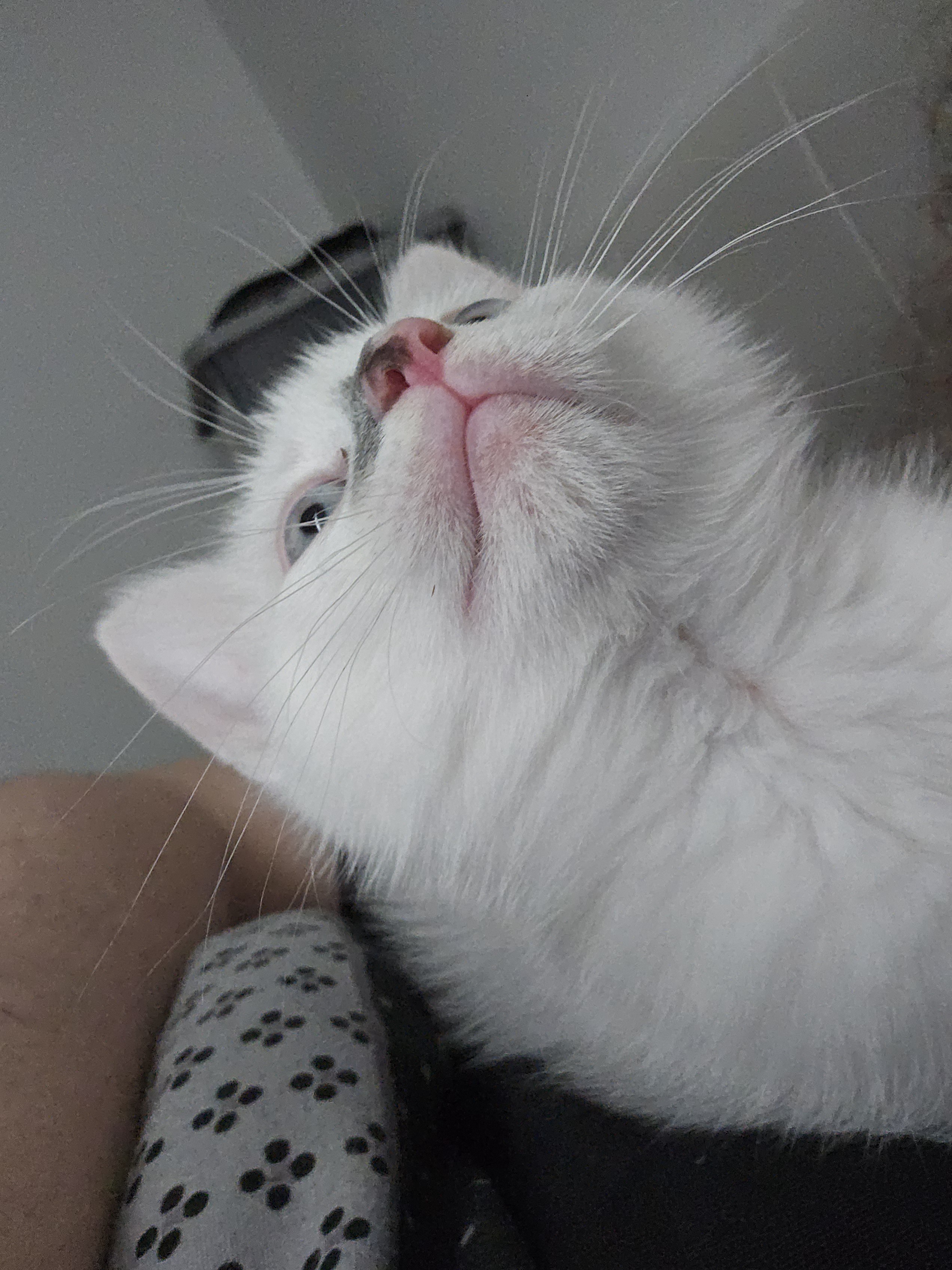 Cuteness Overload: Another Adorable Snapshot of My Kitten!
