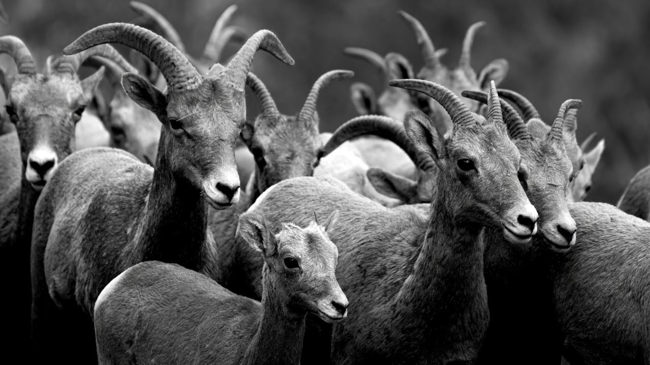 Majestic Bighorns in Their Natural Habitat