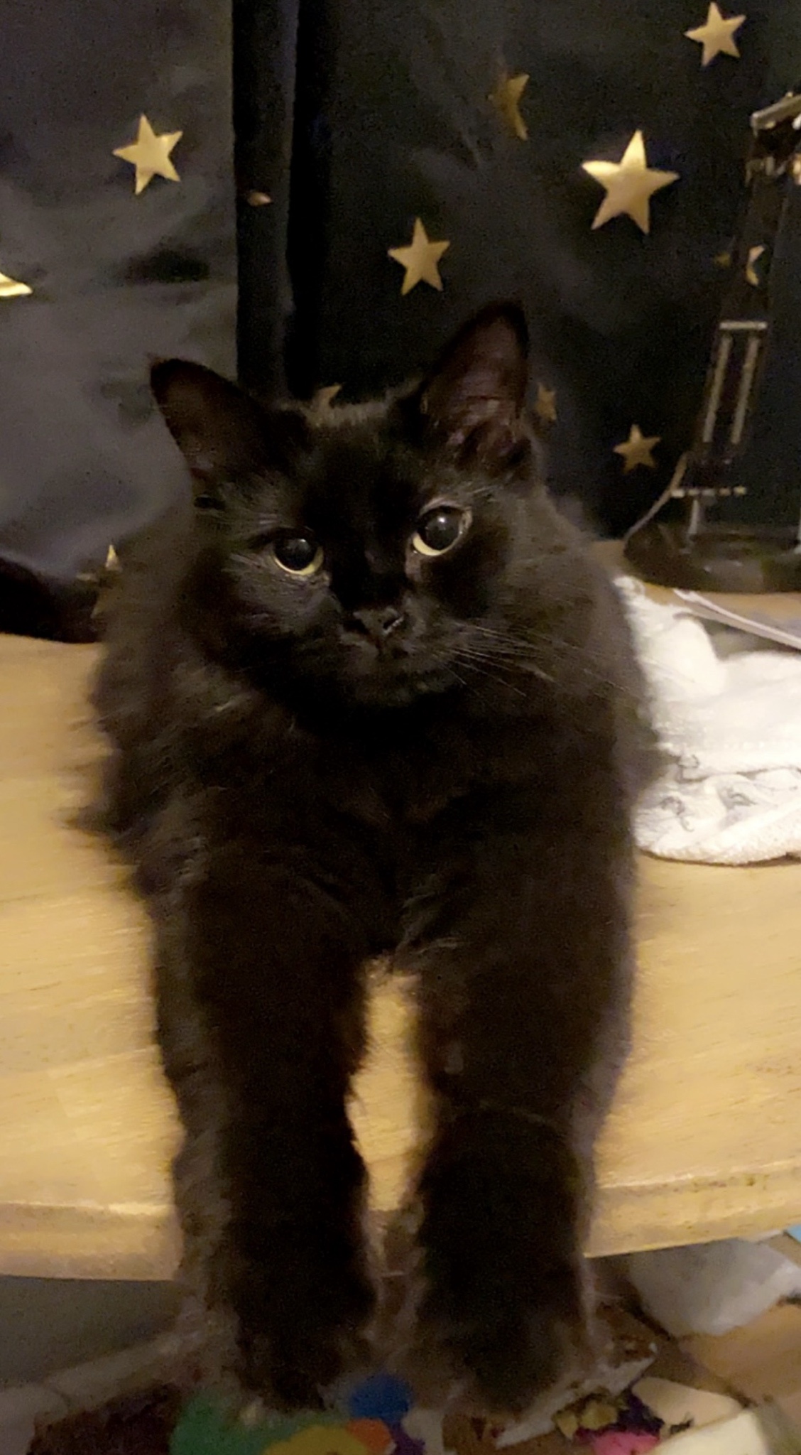 Introducing My First Furbaby!