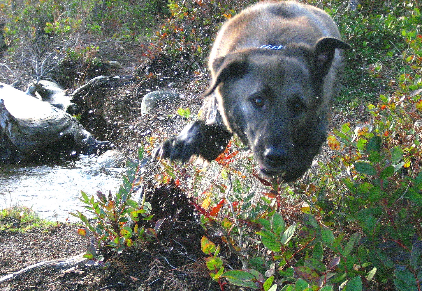 Watch this old dog go wild with the Zoomies!