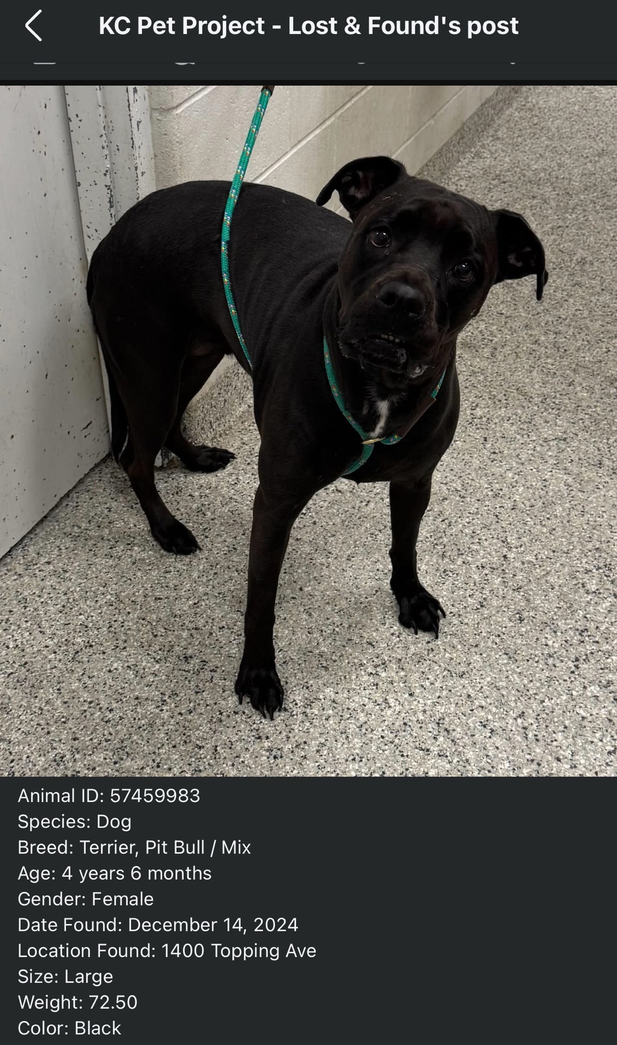 Searching for Loving Homes for Adorable Pets in Kansas City