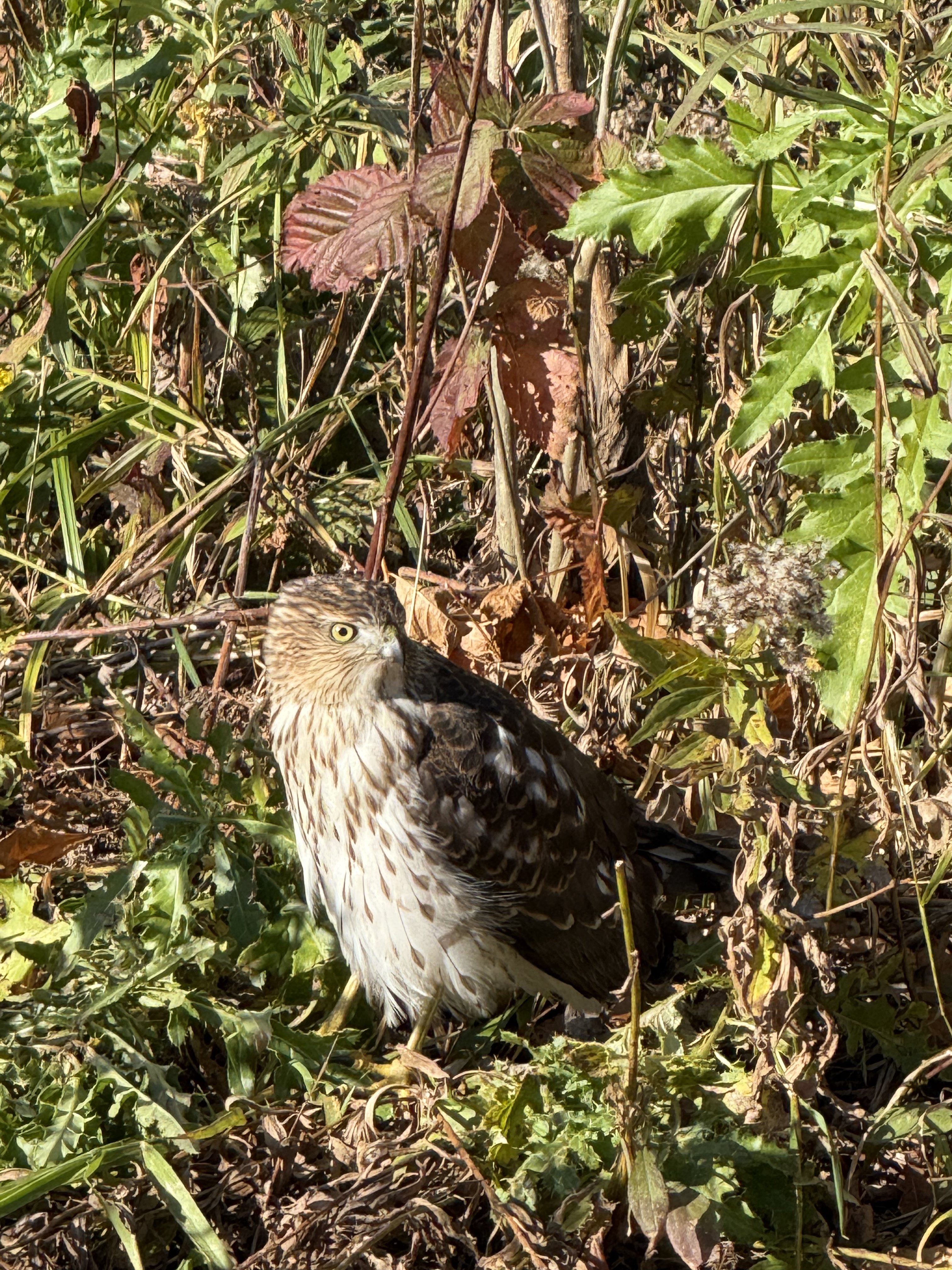 Could This Be Cooper’s Hawk?