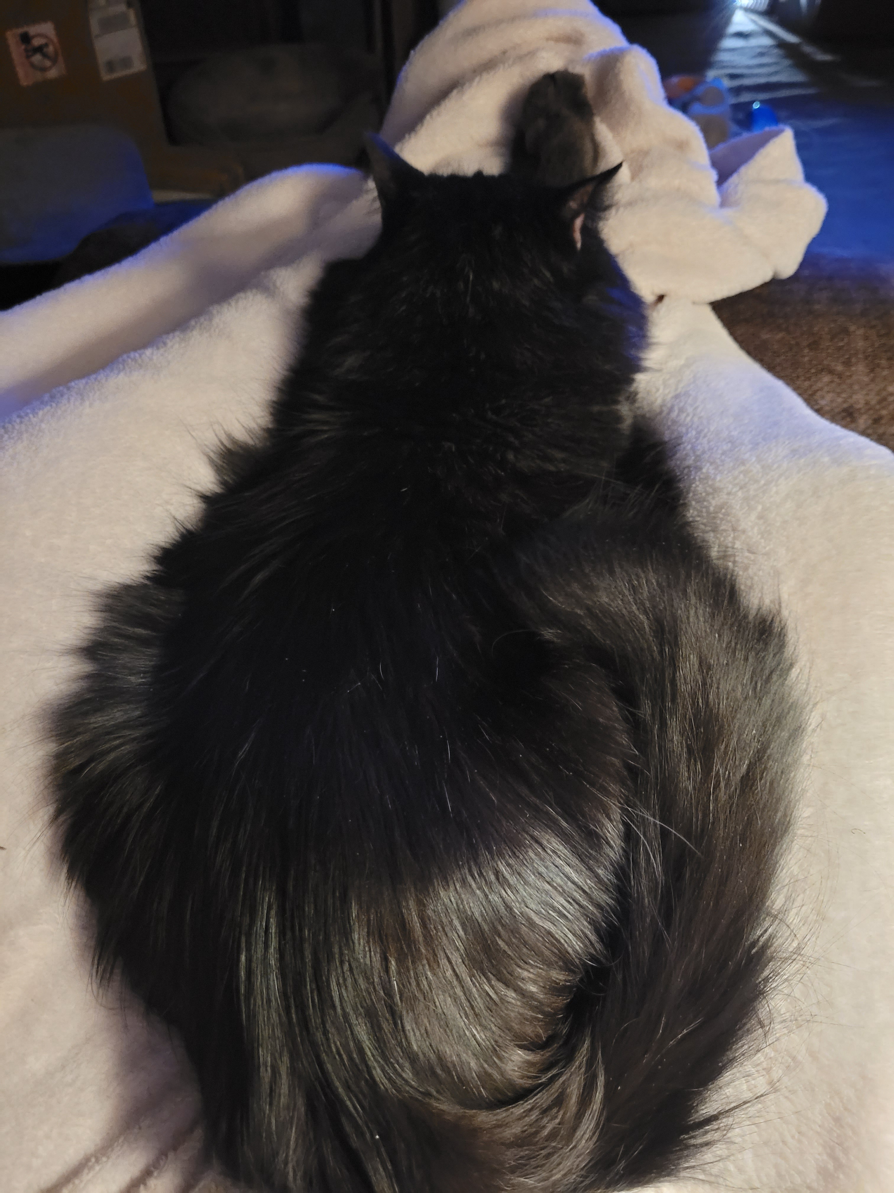 Salem's Sleepy Vibes