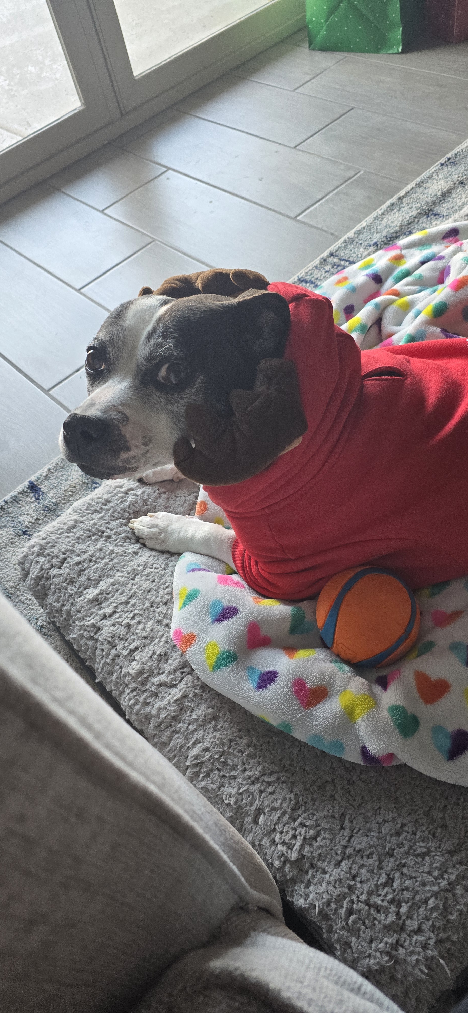Wishing You a Merry Christmas from the Best Boy, Chuy!