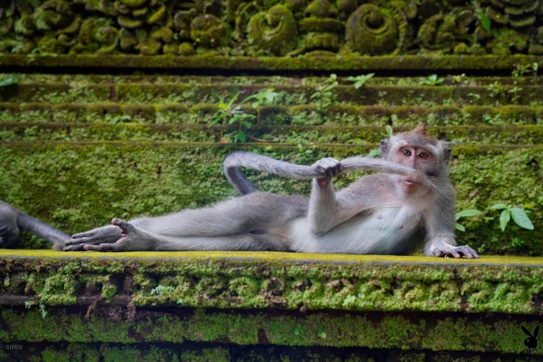 Playmonkey's Exclusive Centerfold Reveal