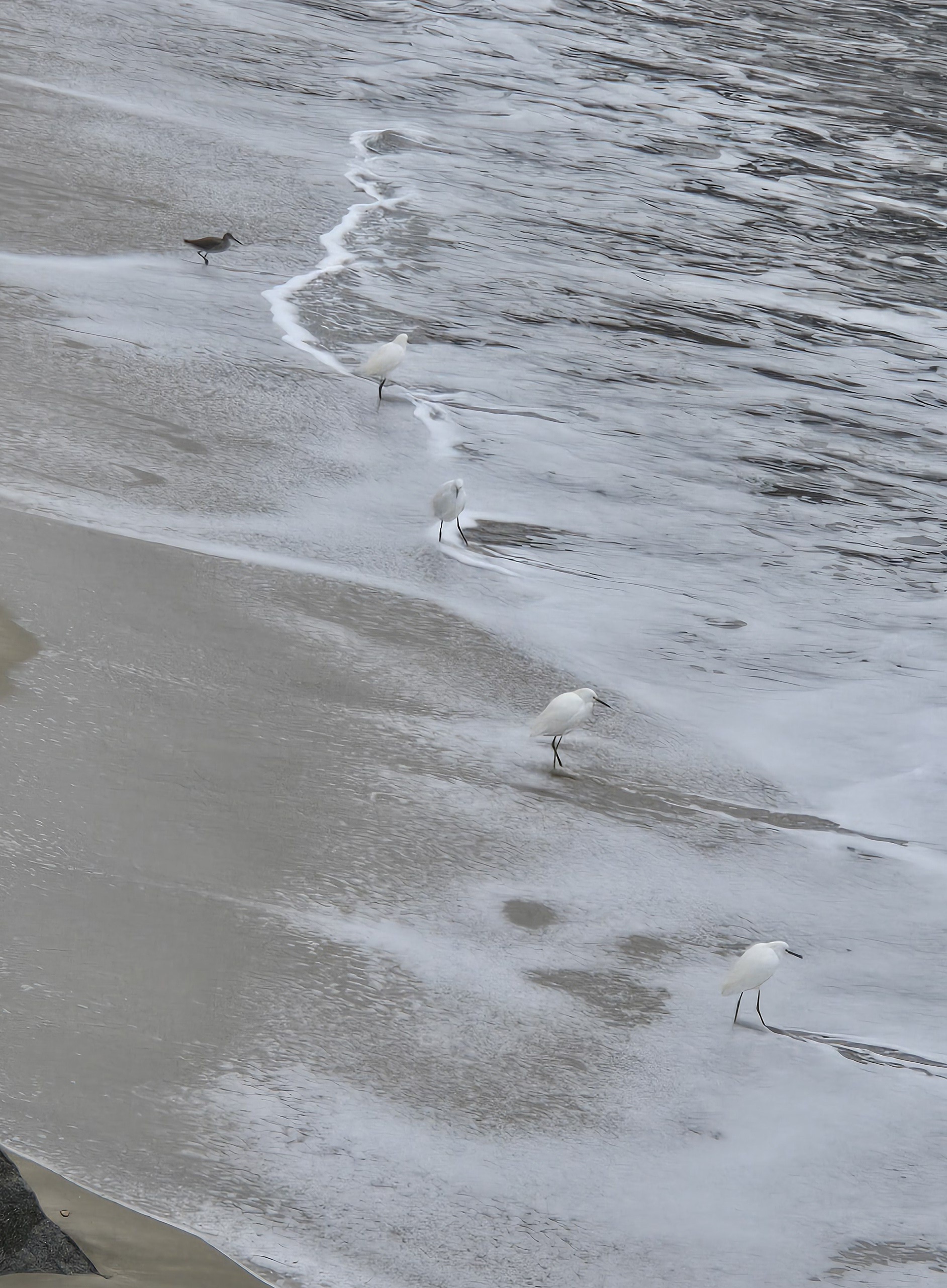 A Gathering of Egrets and a Sand Piper by the Shore