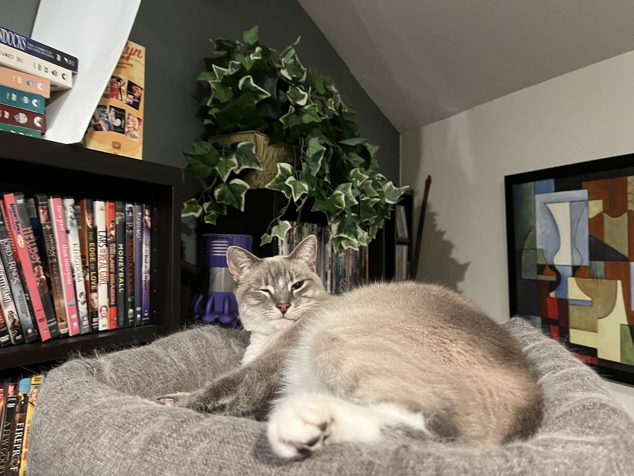 Day 299 of sharing daily snapshots of my cat Ivy.