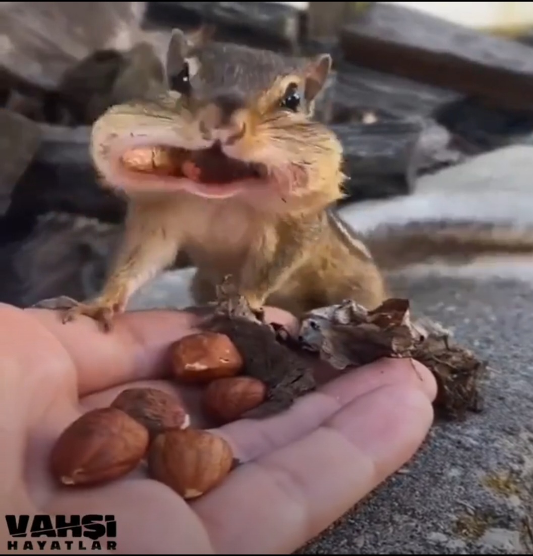 Just a Squirrel Being Adorable