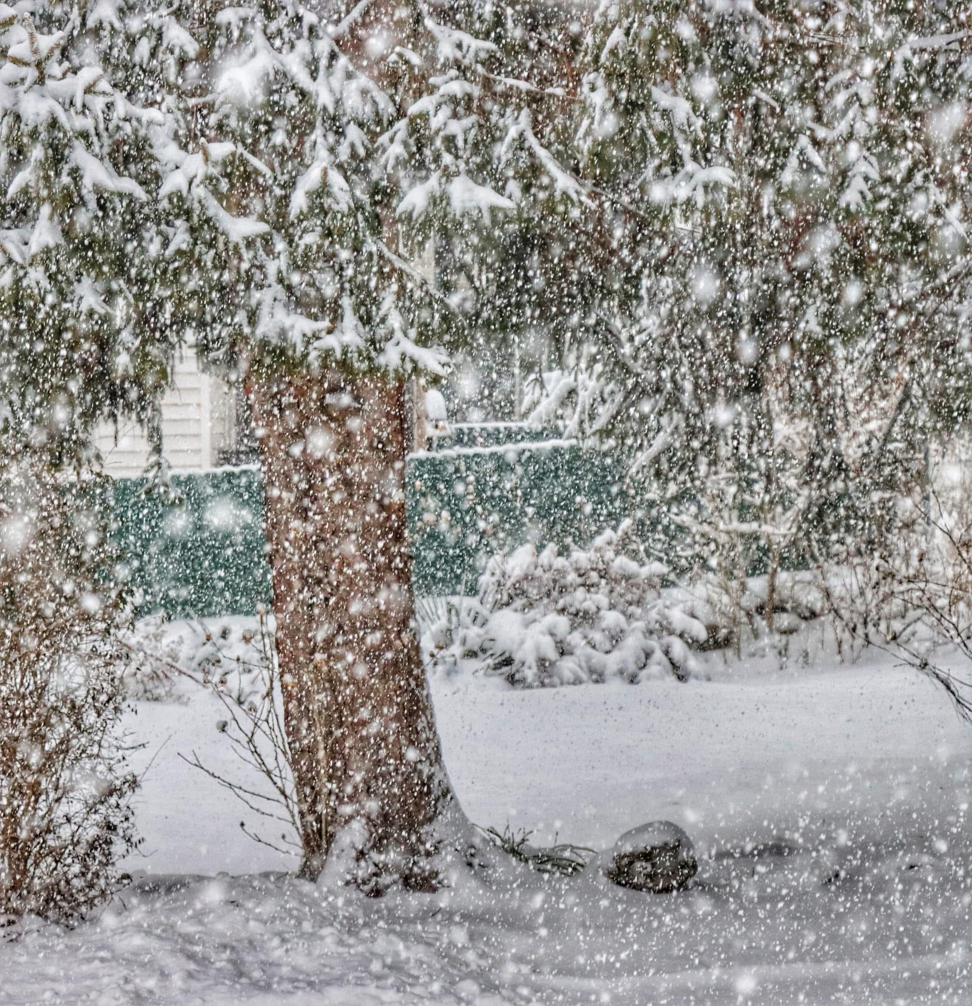 Embracing the magic of a Snow Day