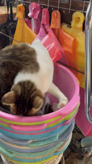 A Curious Cat in a Box: The Ultimate Hideaway