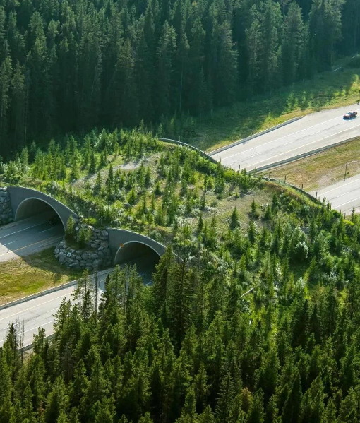 Creating a bridge for our furry friends