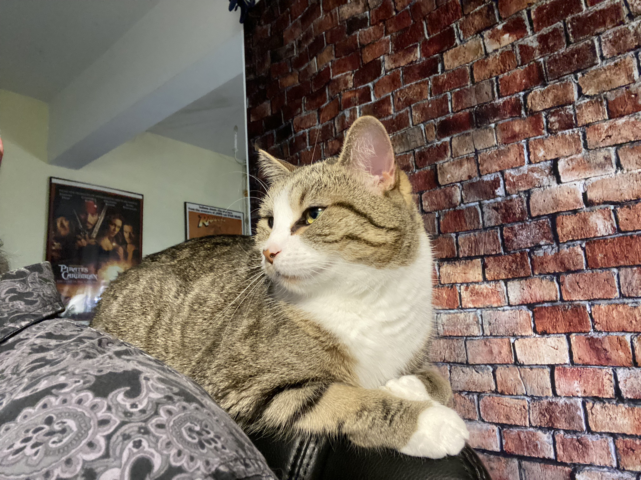 The Adorable Shoulder Kitty: A Furry Companion