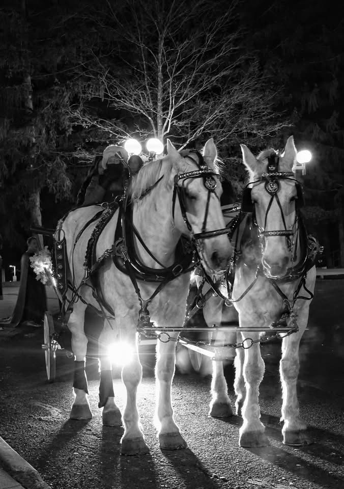 Majestic Horses in All Their Glory