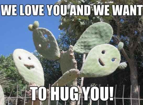 The Meme Returns: Cactus Edition 1196!