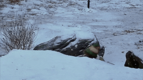 When Team Pinecone falls behind in the epic showdown