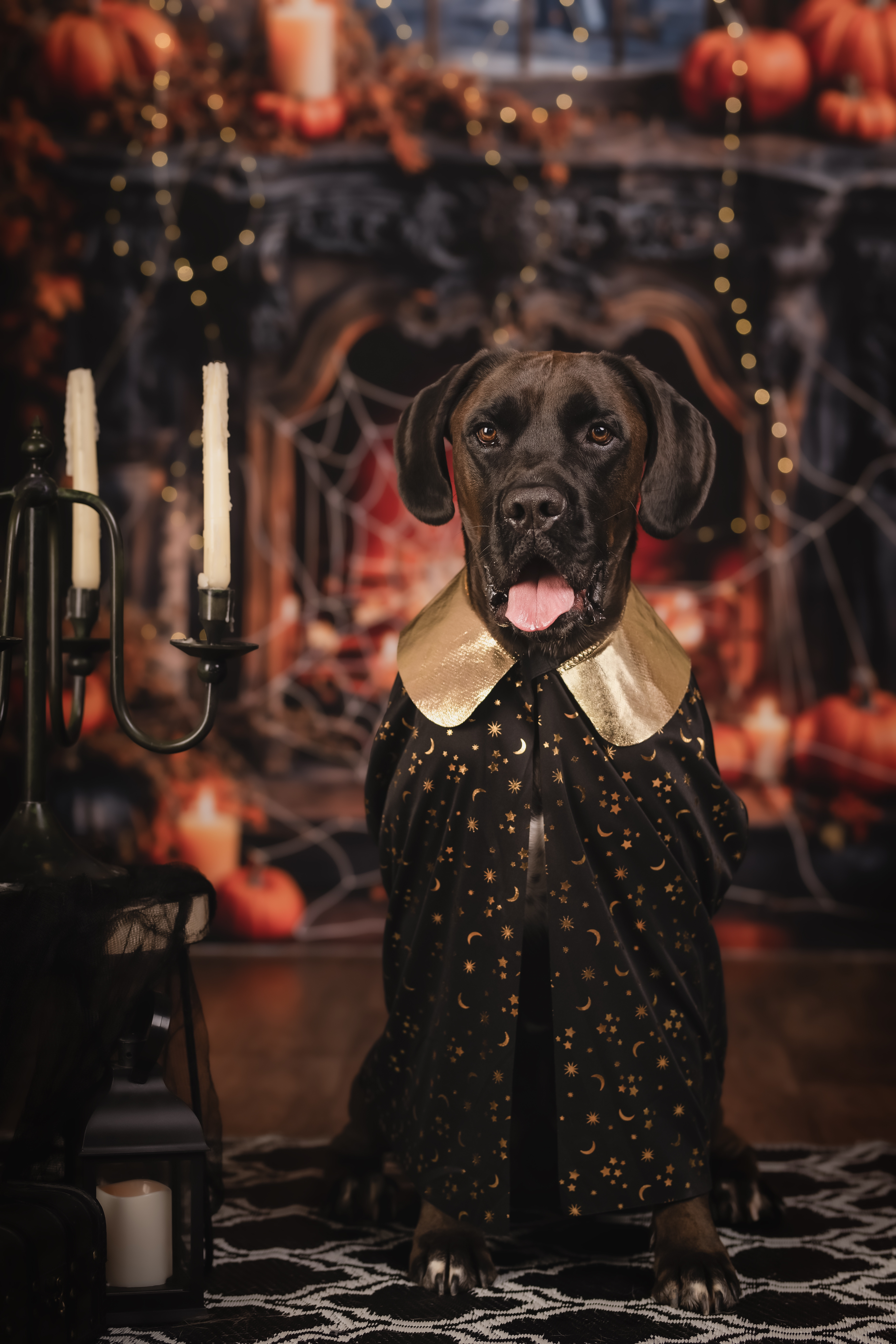Get Ready for a Howling Good Halloween!