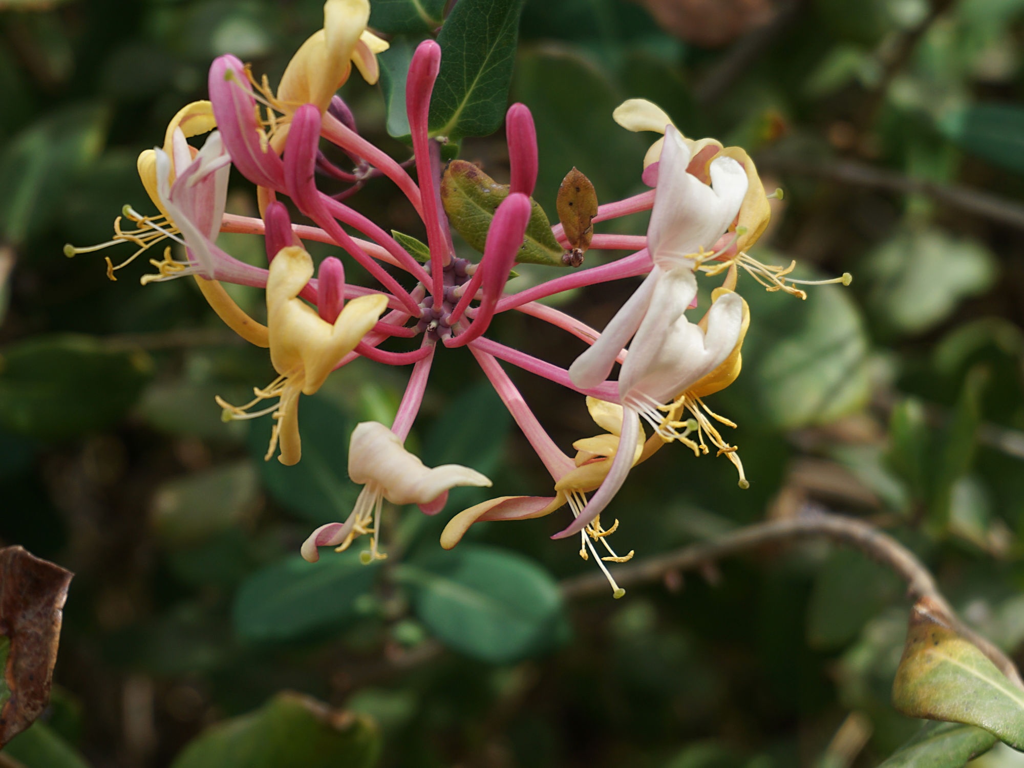 Etruscan Honeysuckle: Nature's Delight