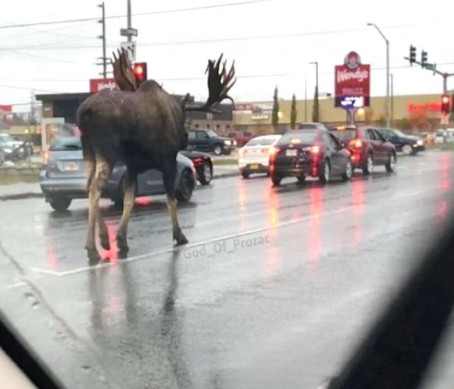 A Friendly Reminder: Moose Are Absolutely Massive