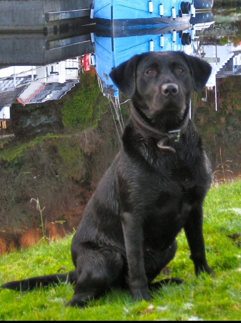 Introducing Bogarie Arran Labrador, Nicknamed 'Breigh'