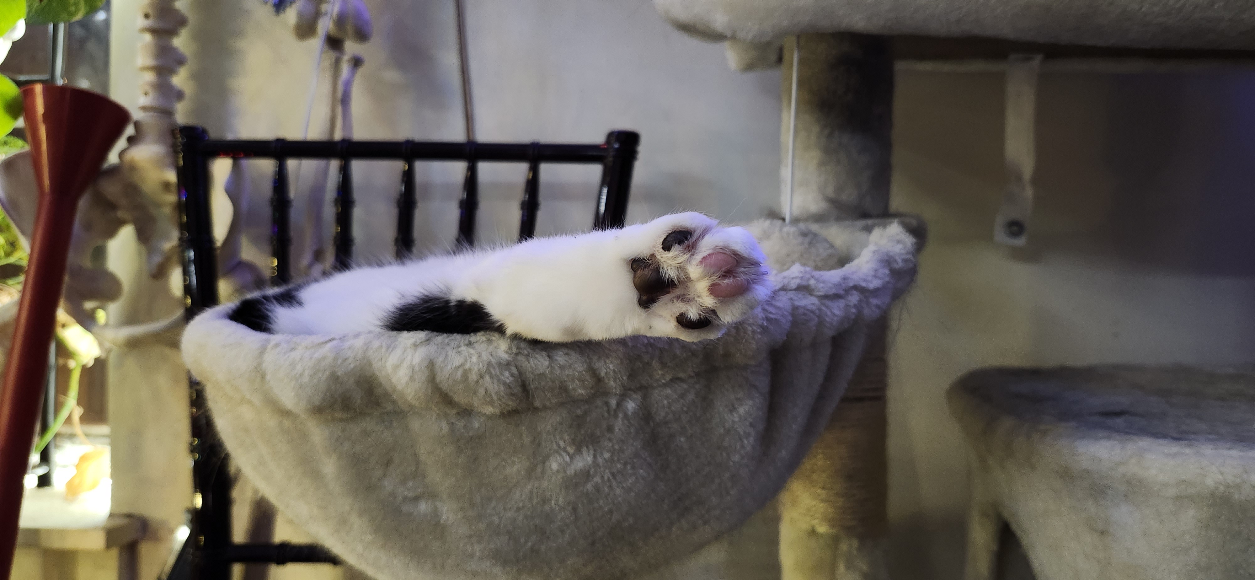 The Magical Christmas Beans!
