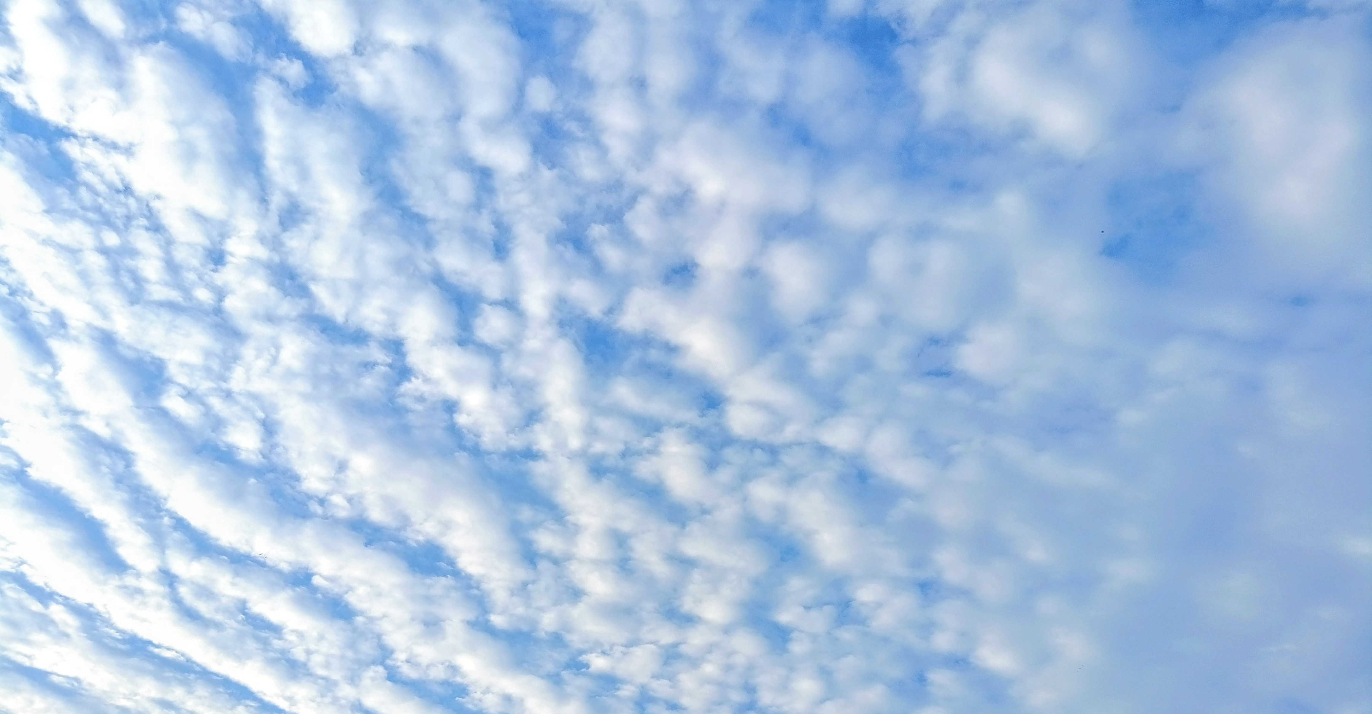 A Dreamy Sky Filled with Sheep