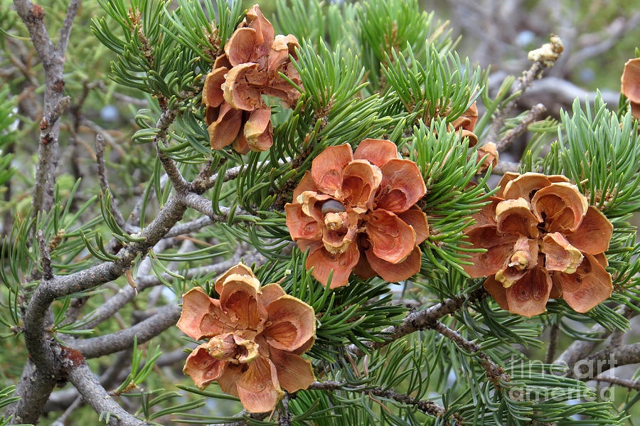Pinecone pride: Team Piñon Cone
