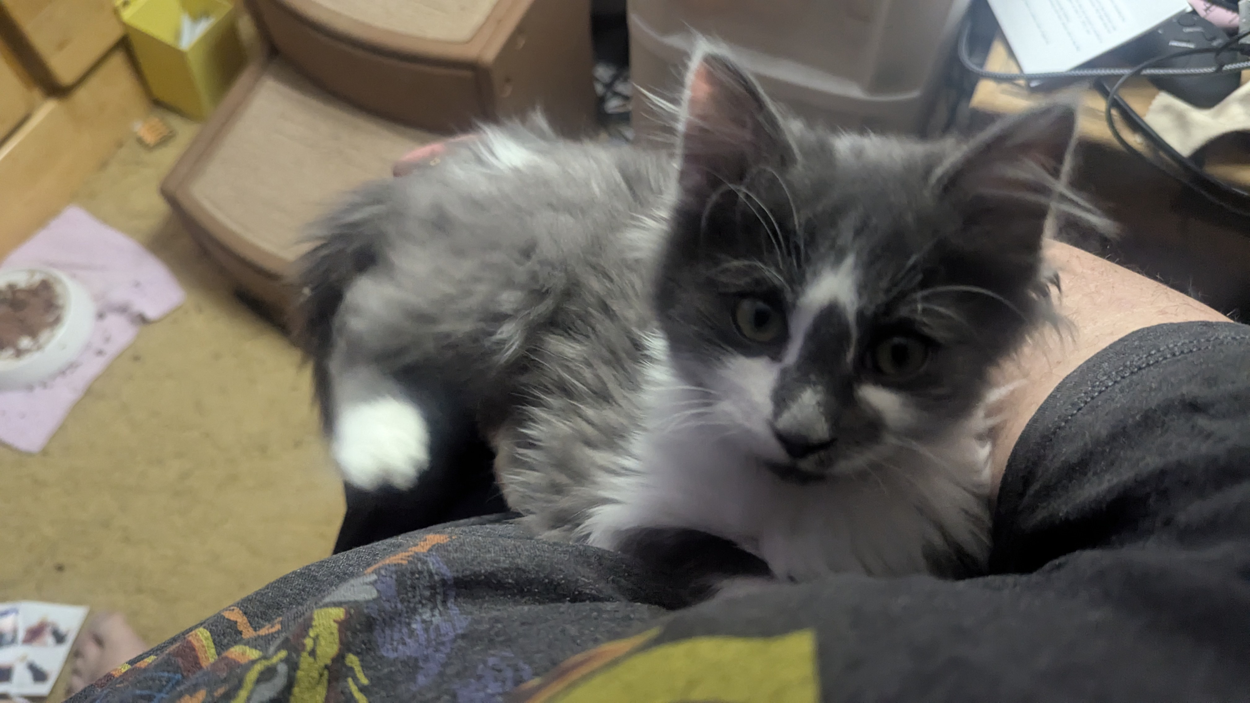 Meet Patches: The Adorable Parking Lot Kitten