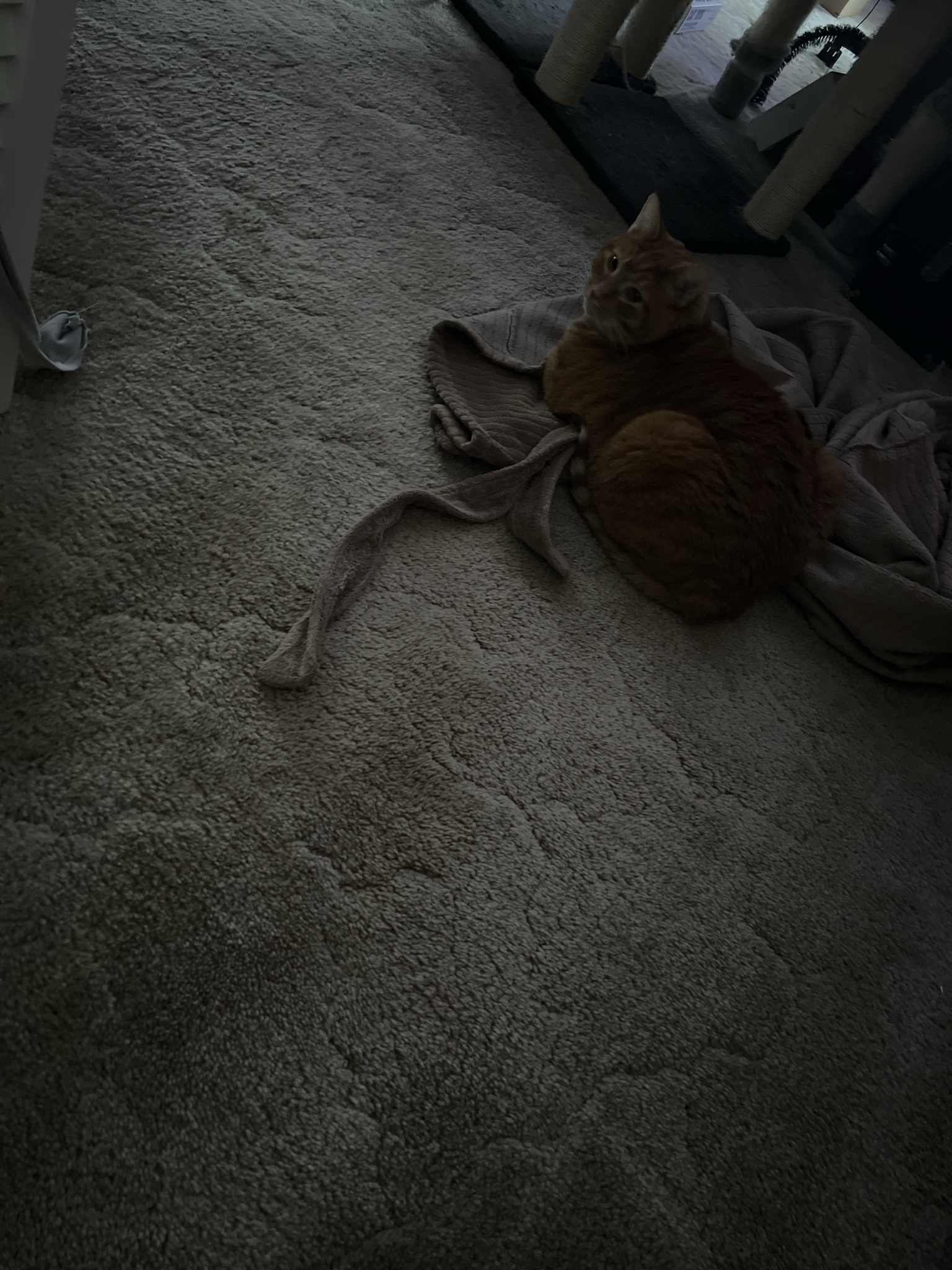 Daily Dose of Cat Cuteness: A Picture to Brighten Your Day