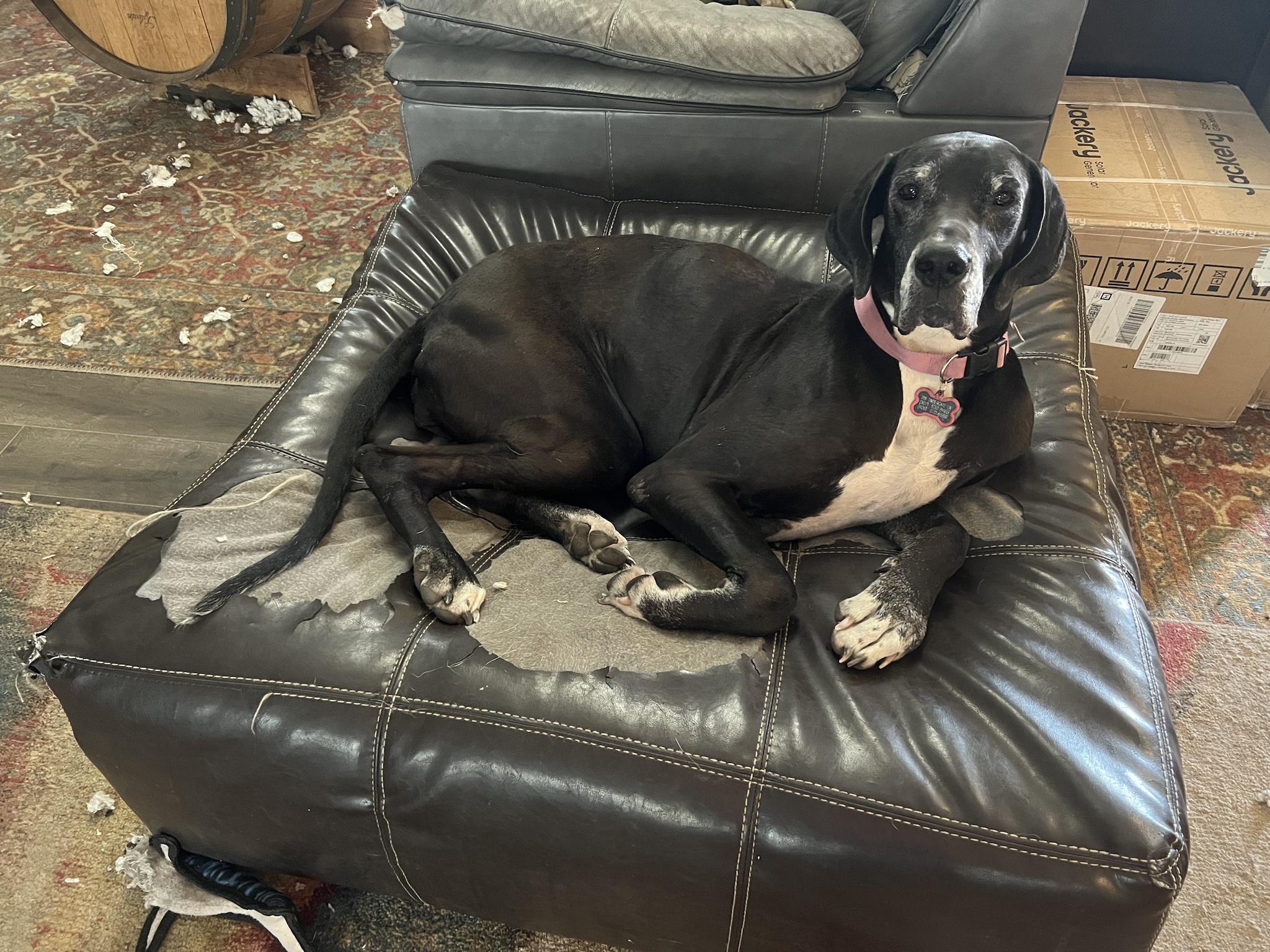 Meet Callie: The Star of the Show!